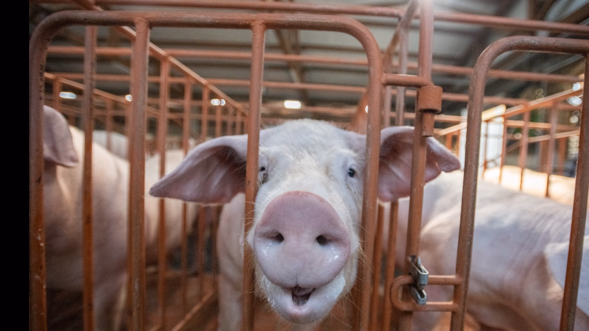Call Relay for Animals: Target Senators Merkley & Wyden