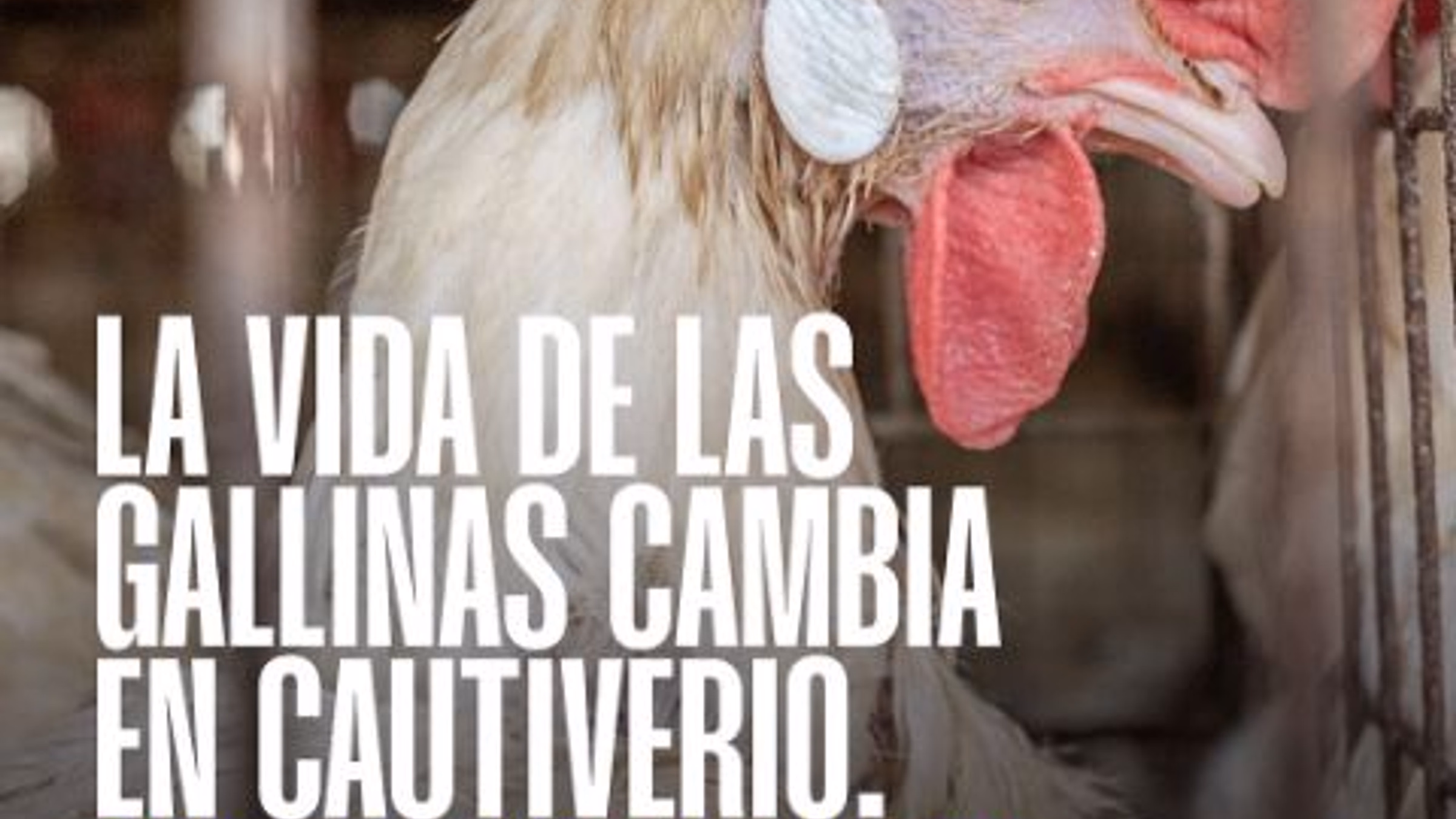 Inscripciรณn 1er Congreso Latinoamรฉricano de Derecho Animal - ARBA 2023