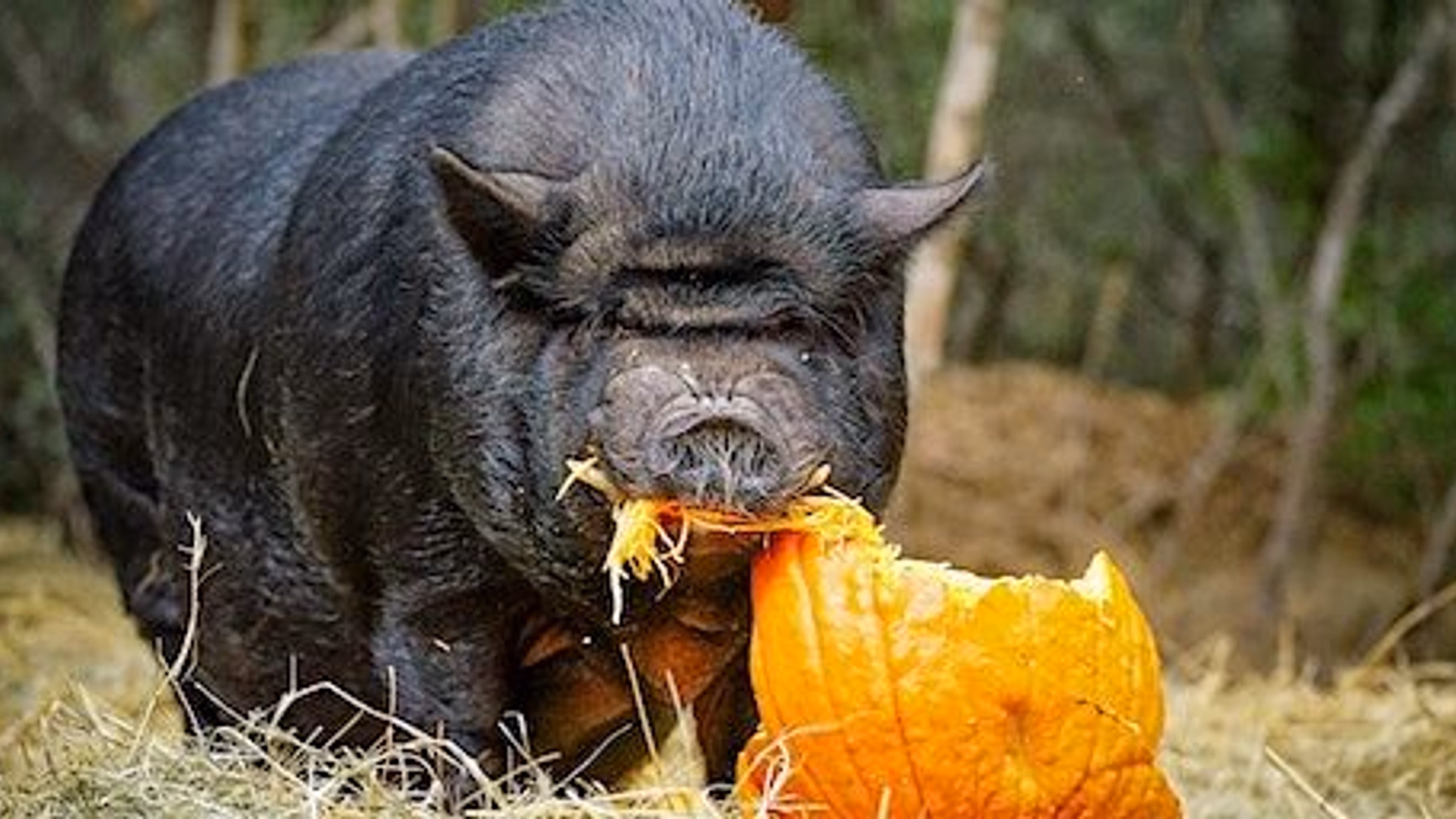 Central Texas Pig Rescue Public Tour and Pumpkin Smashing Event