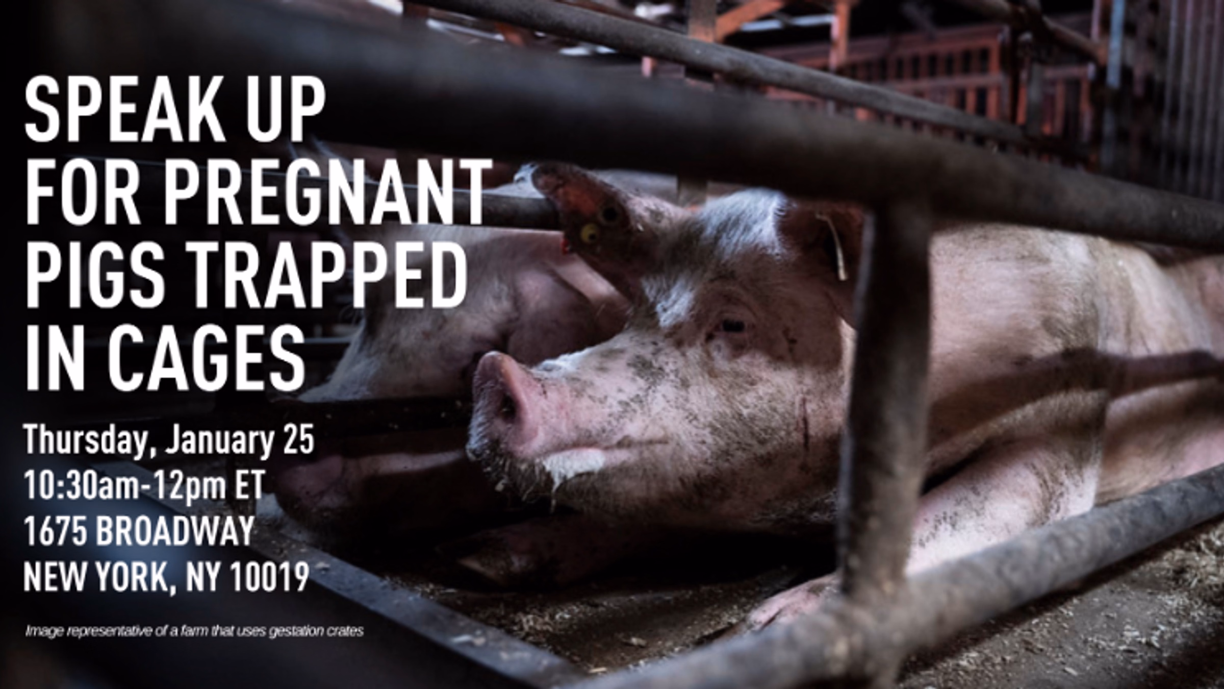 NYC: Animal Equality Protest Against Extreme Animal Cruelty (Denny's x Finn Partners)