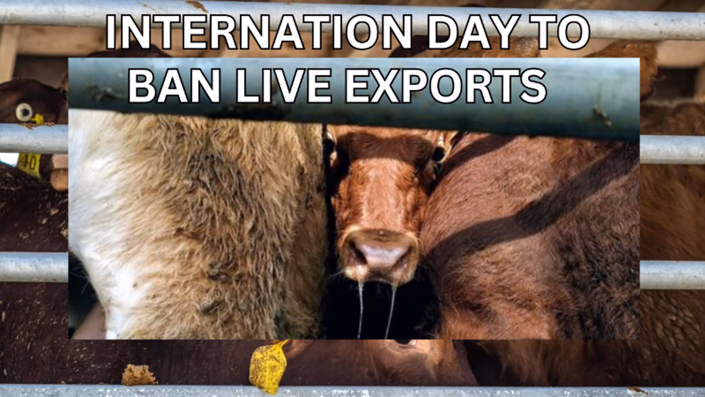 International Day to End Live Exports