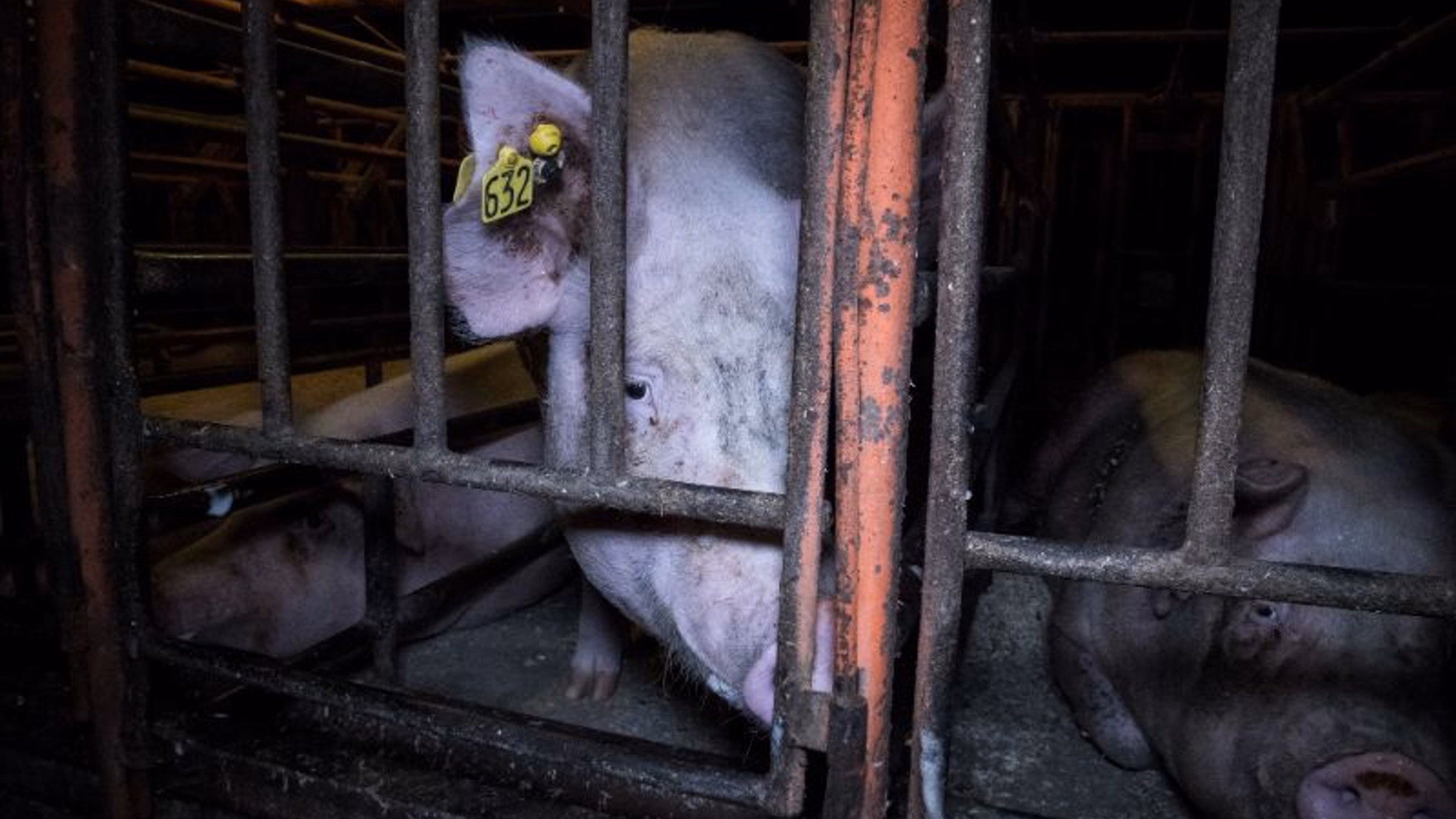 Protest Extreme Animal Cruelty at Denny's Annual Allied Partners Summit