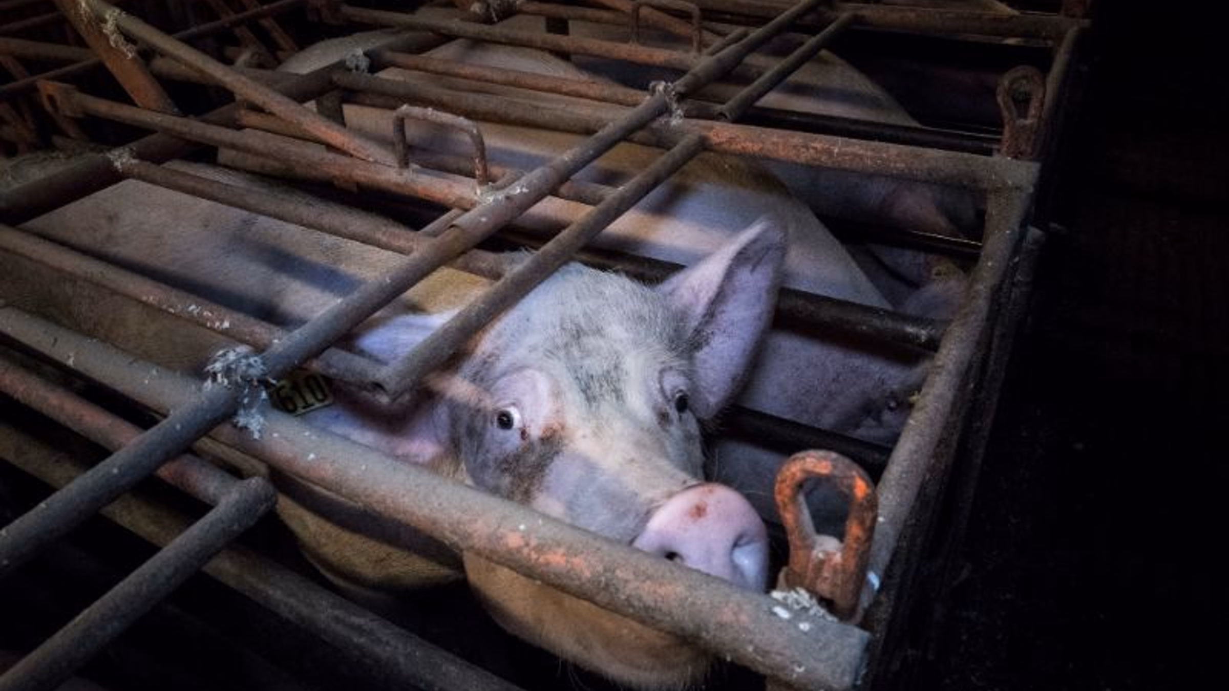 Protest Extreme Animal Cruelty at Denny's - Palatine, IL