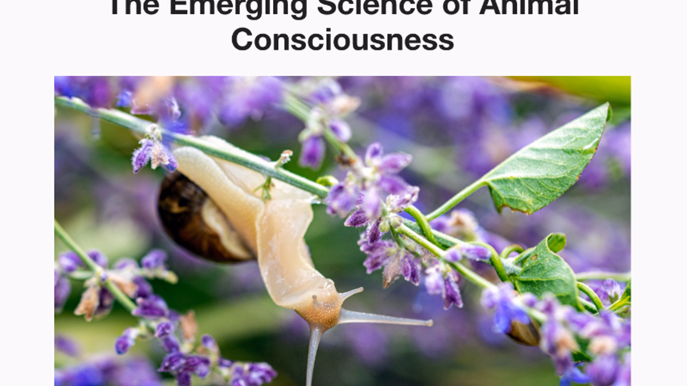The Emerging Science of Animal Consciousness