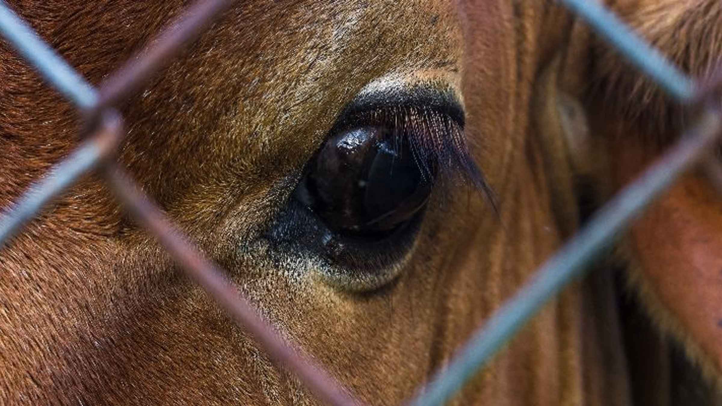 Action for Animals Forum