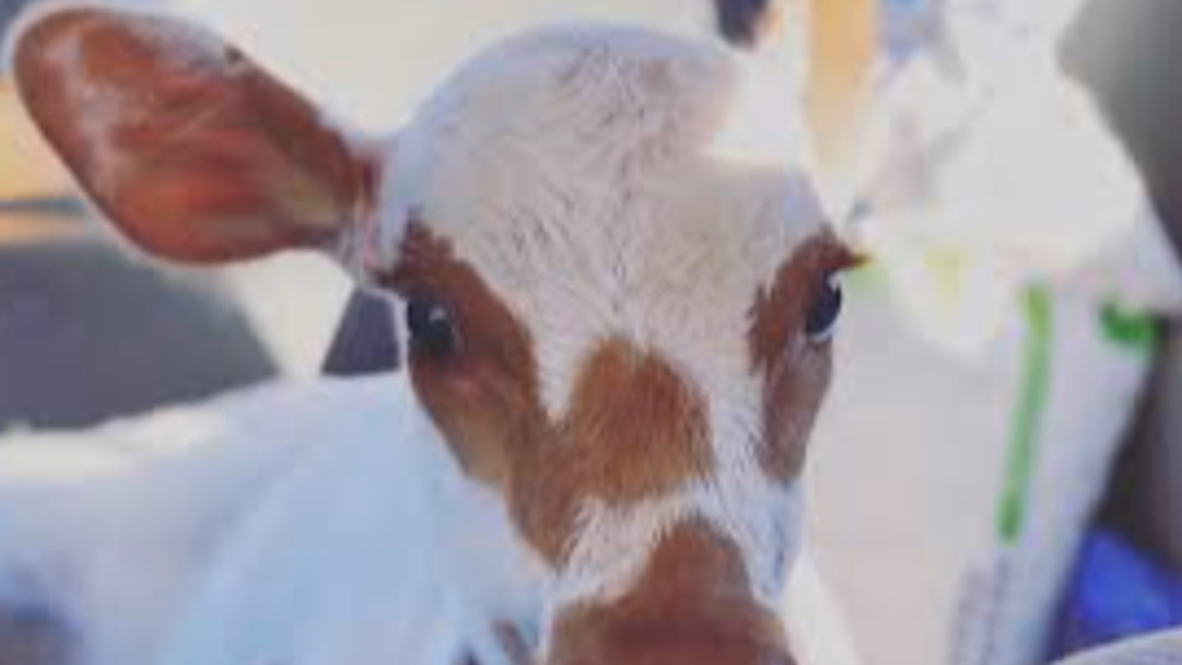Pride Public Day at the Rescue Ranch