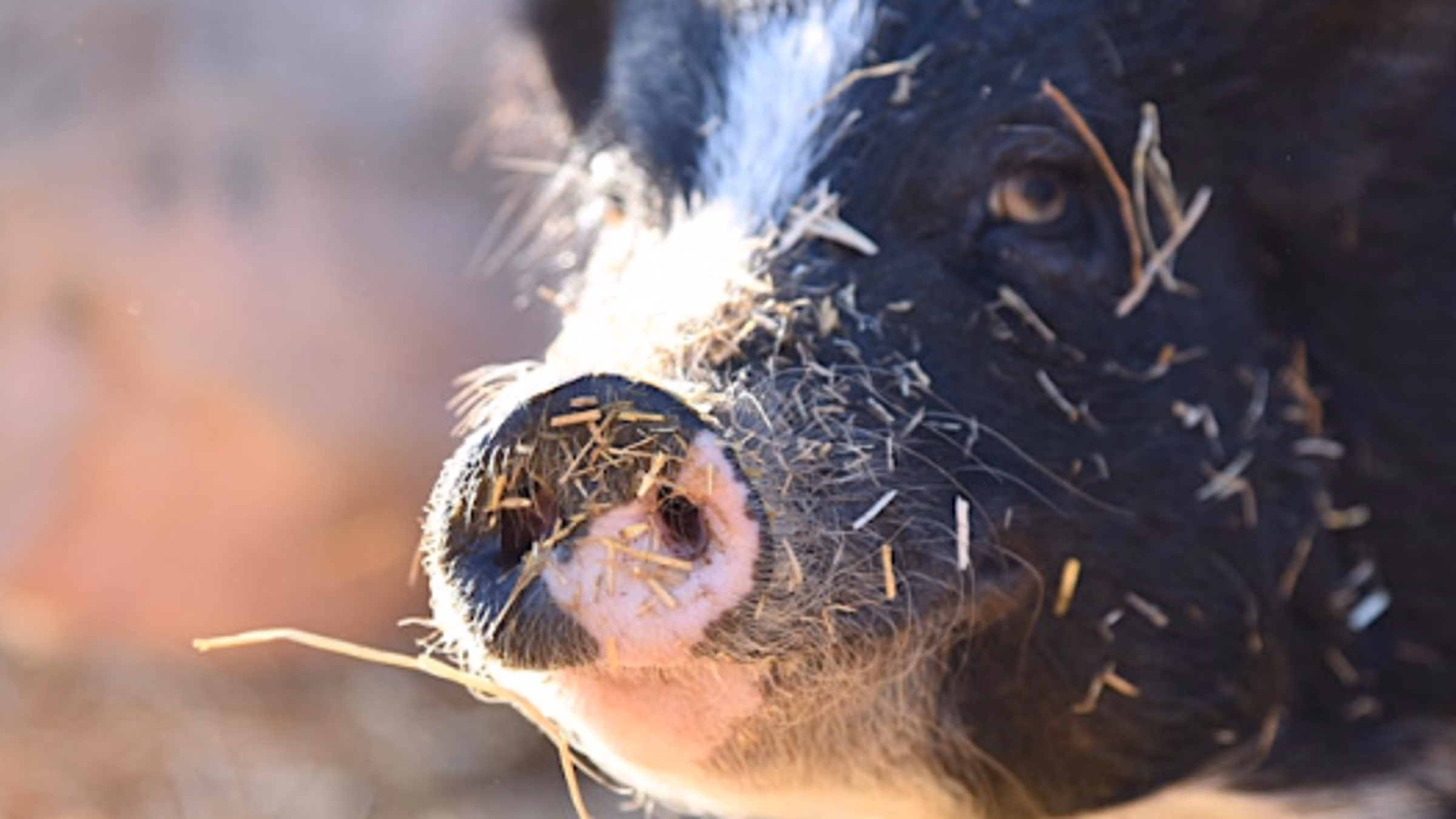 Volunteer day at Central Texas Pig Rescue
