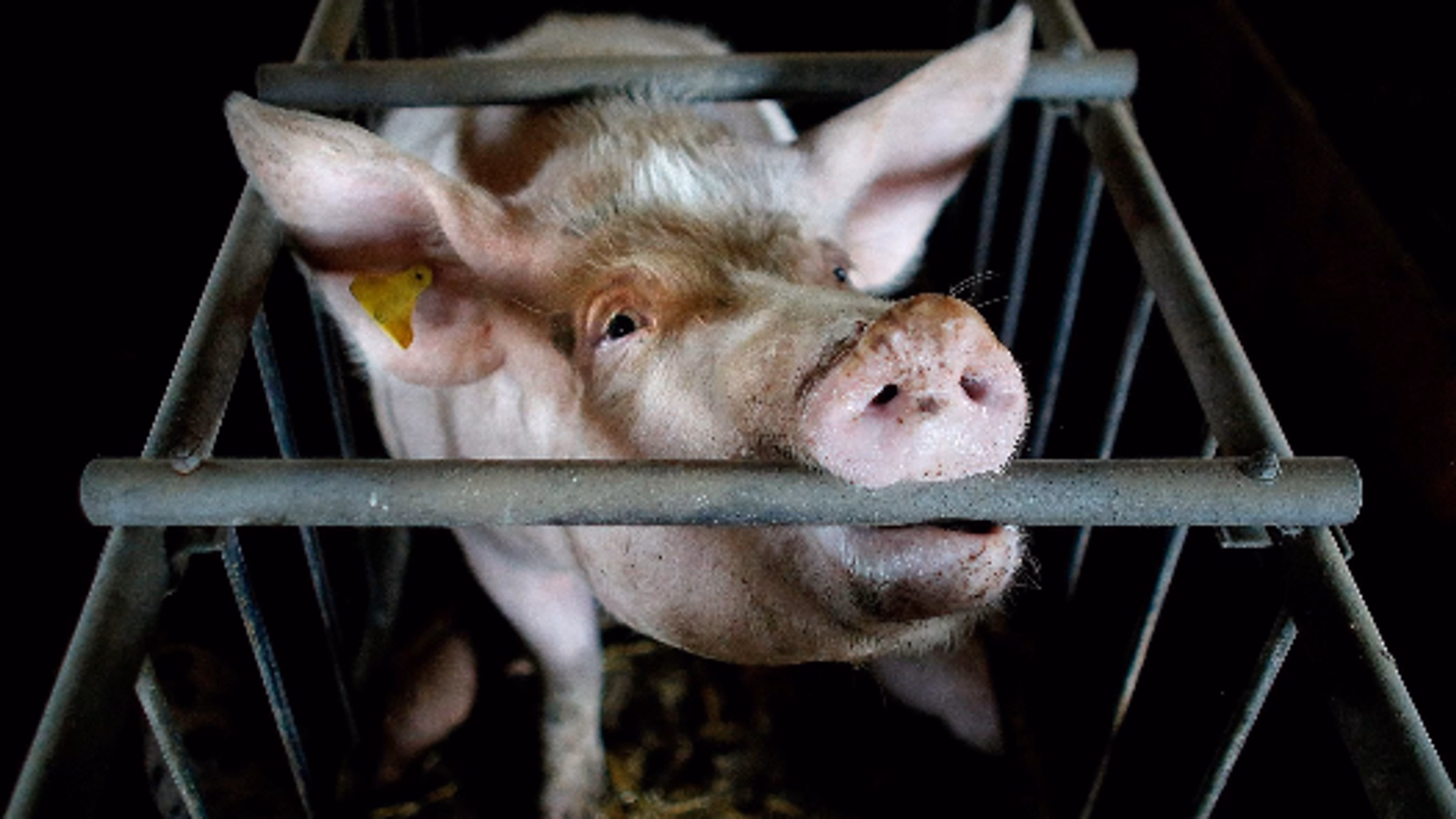 Protest Animal Cruelty at Keke's Breakfast Cafe