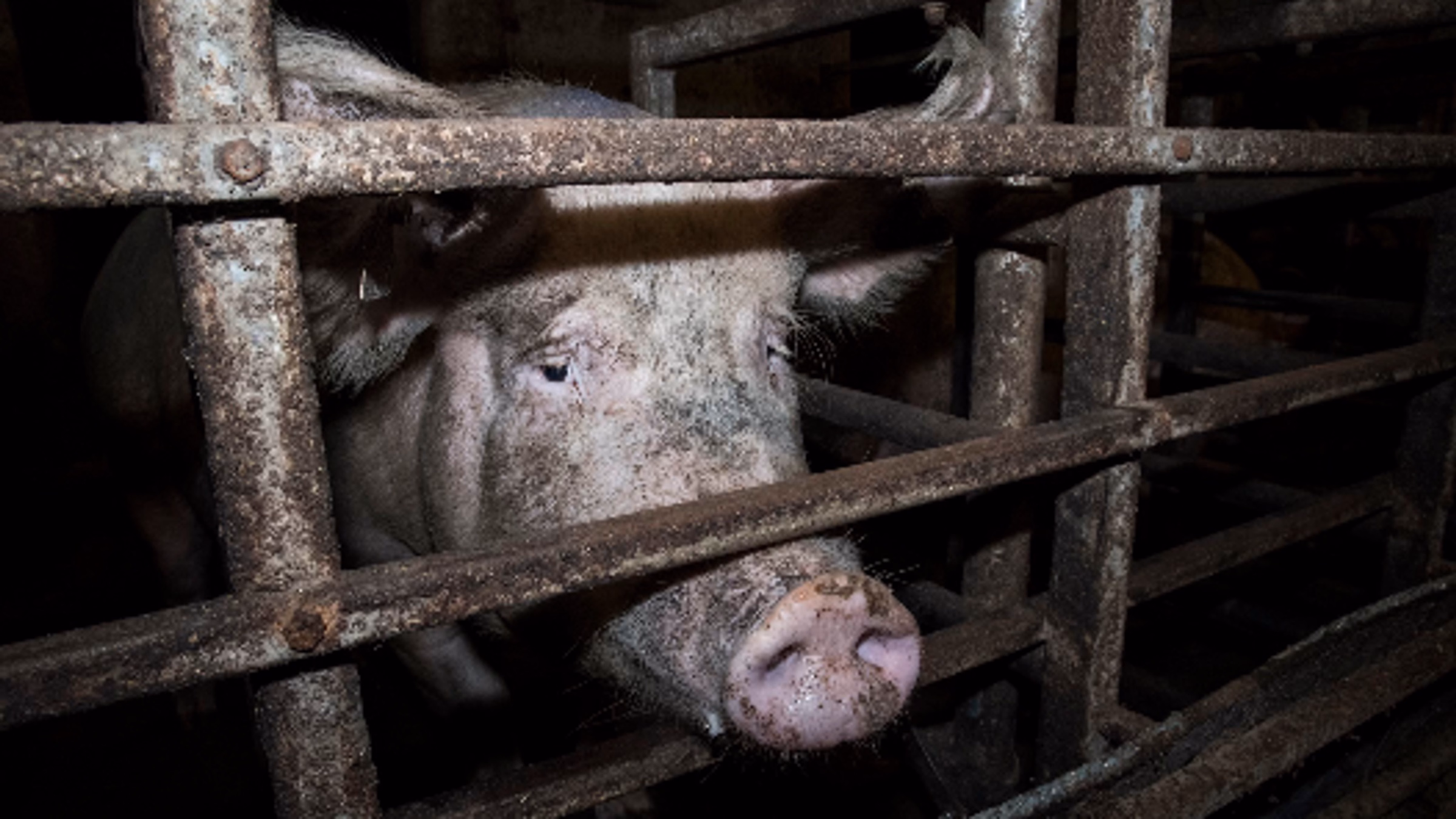 Protest Aldi's Support of Cages for Animals!