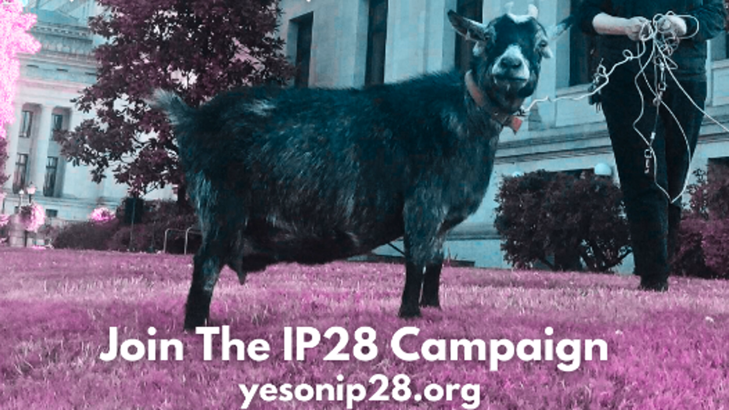 Signature Gathering for Slaughter, Hunting, Testing Ban (IP28)
