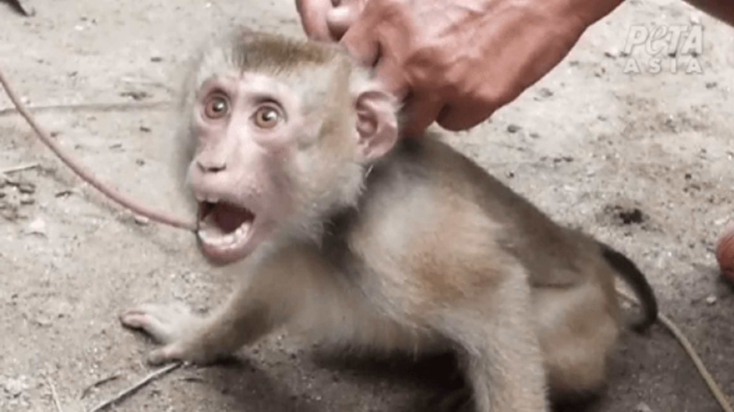 Protest Whole Foods for Forced Monkey Labor