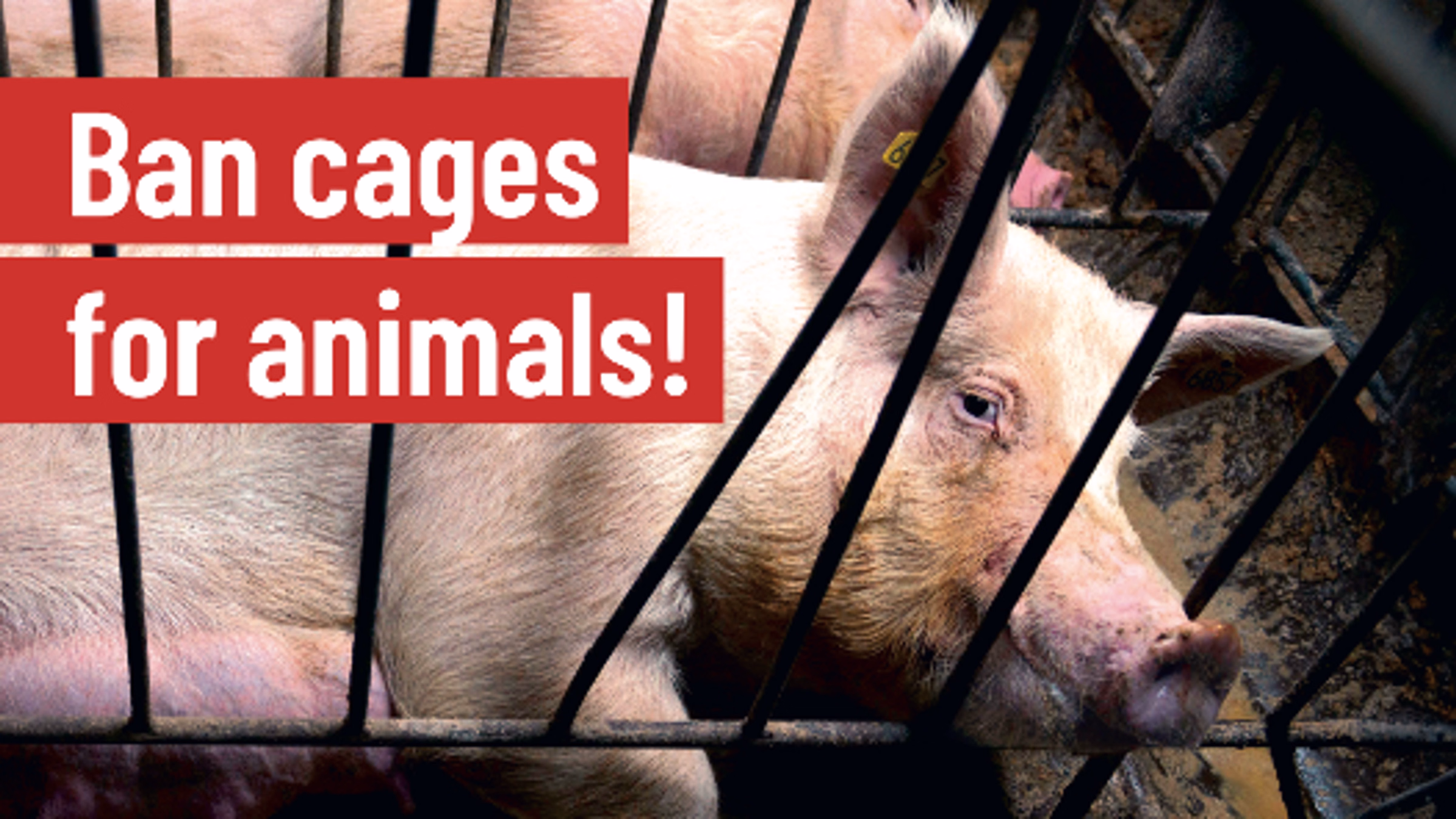 Protest Aldi's Support of Cages at Grand Opening in Torrance, CA