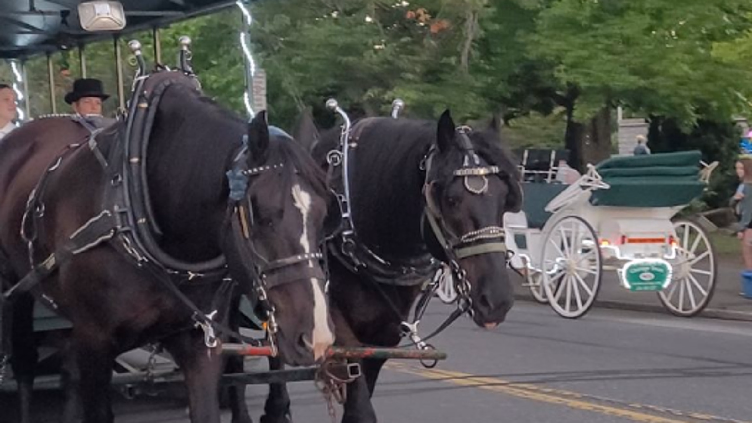 Ban Horse Carriages
