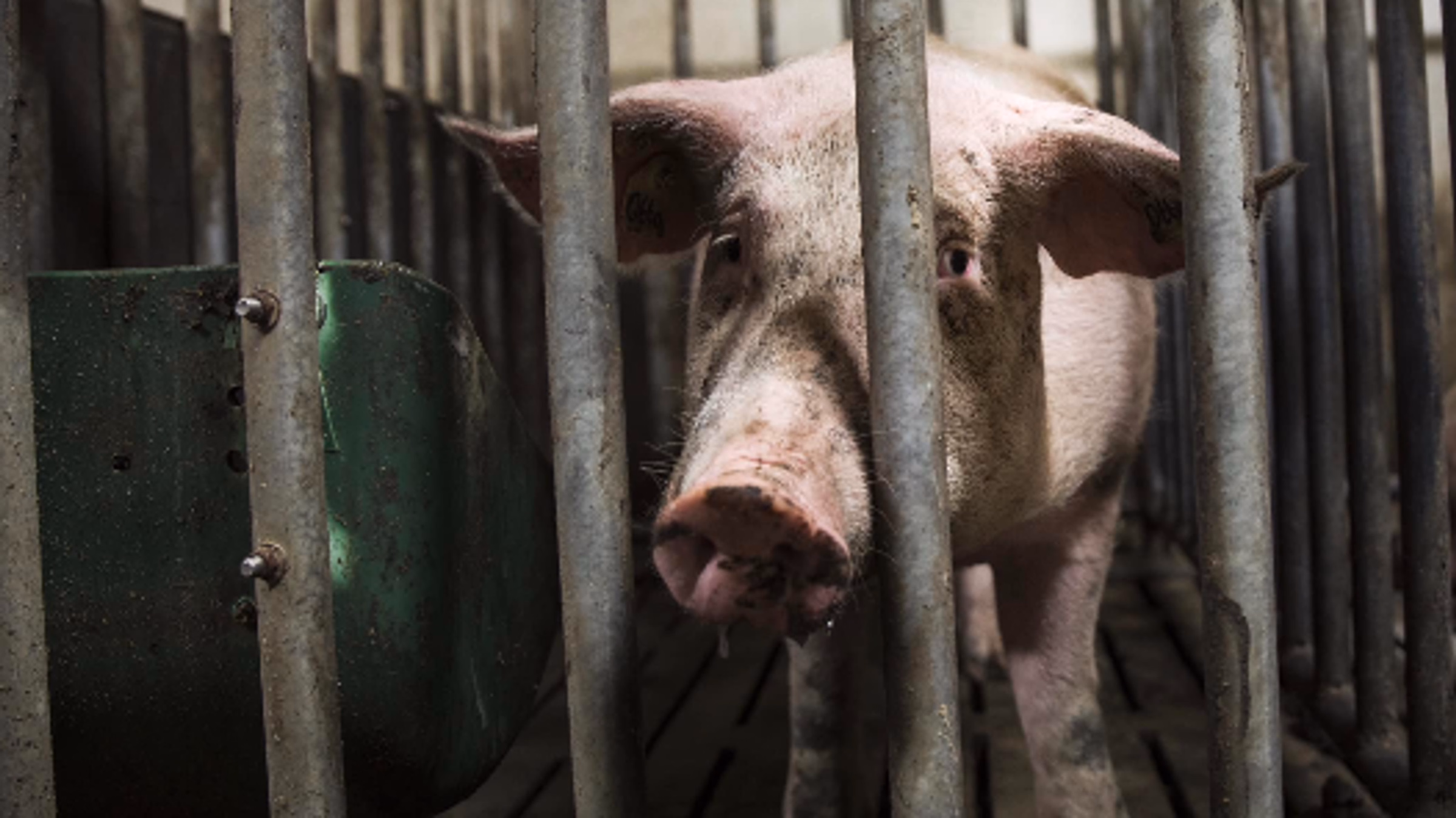 Animal Equality Action Hour!