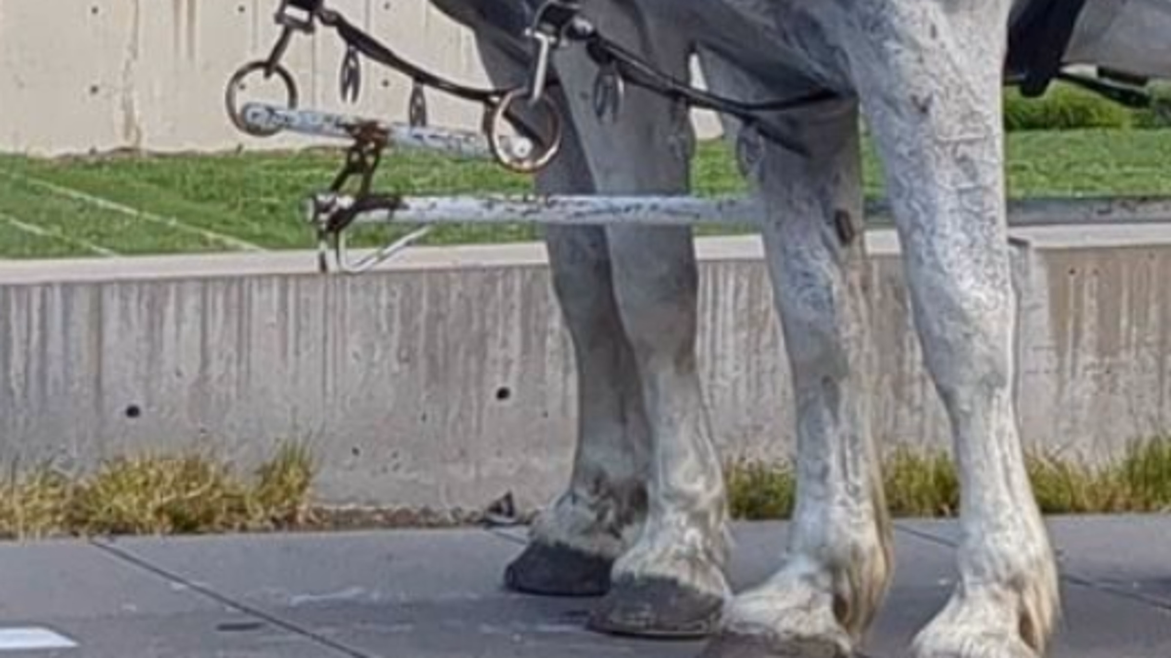 Ban Horse Carriages Dallas