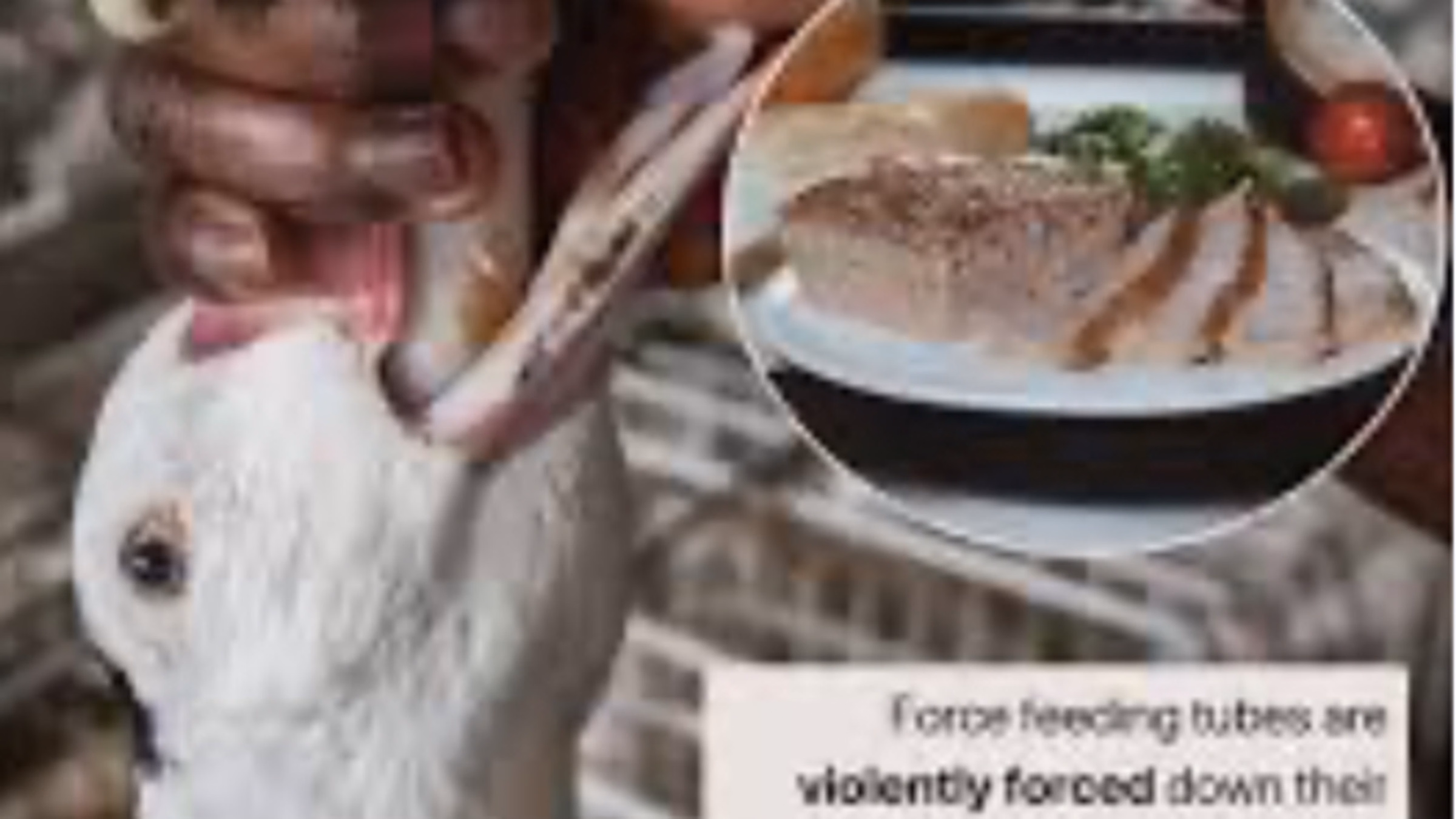 Protest against Foie Gras
