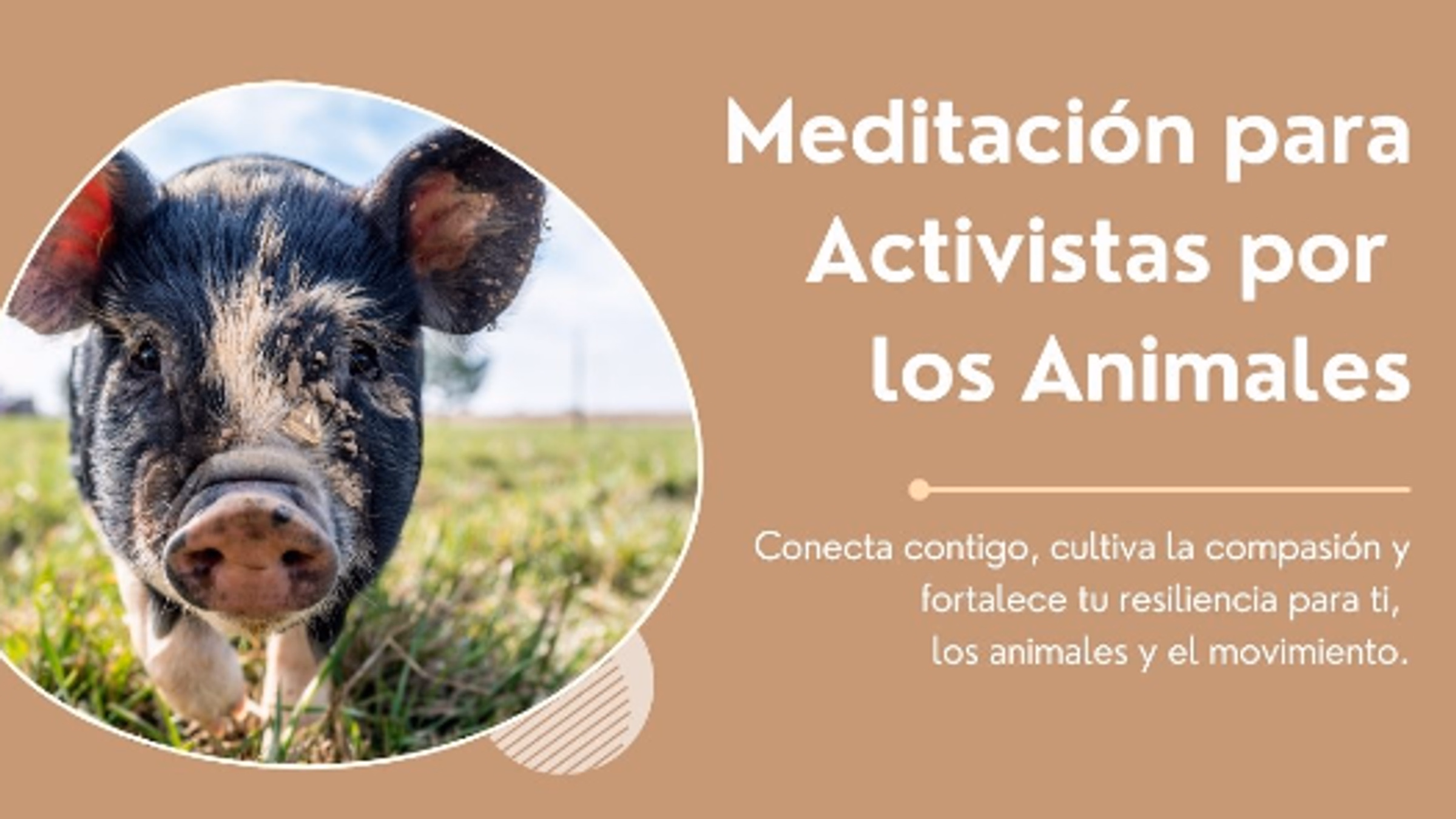 Meditación para Activistas por los Animales