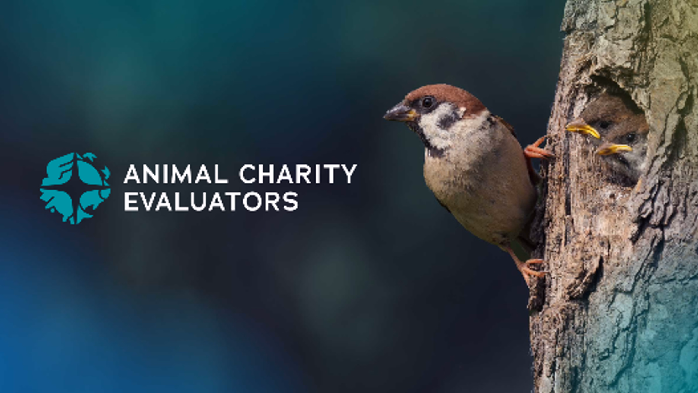 Animal Charity Evaluators is hosting an AMA for its 2024 charity recommendations!