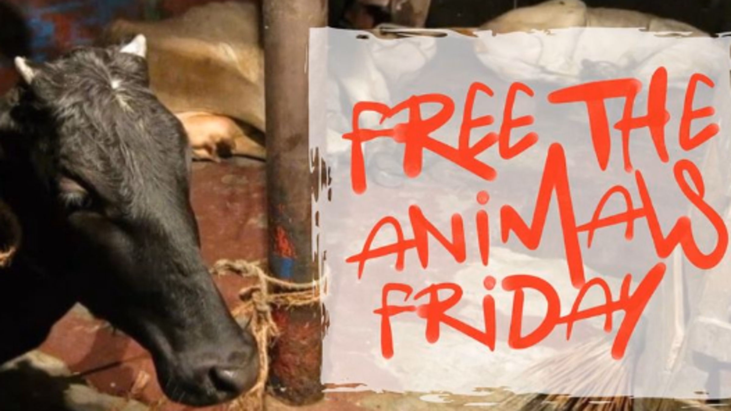 Free the Animals Friday