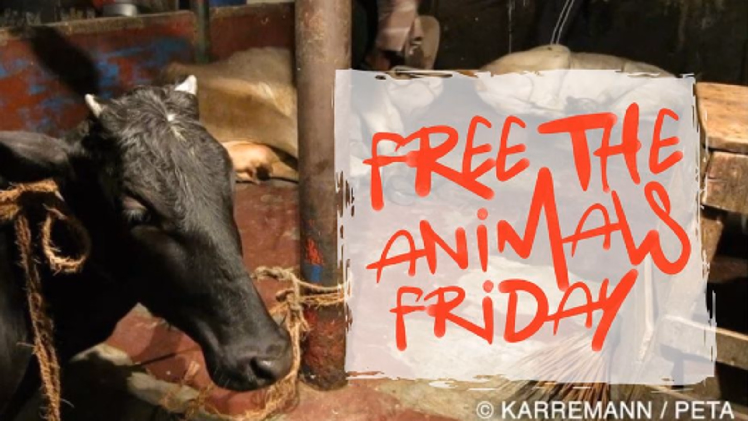 Free the Animals Friday