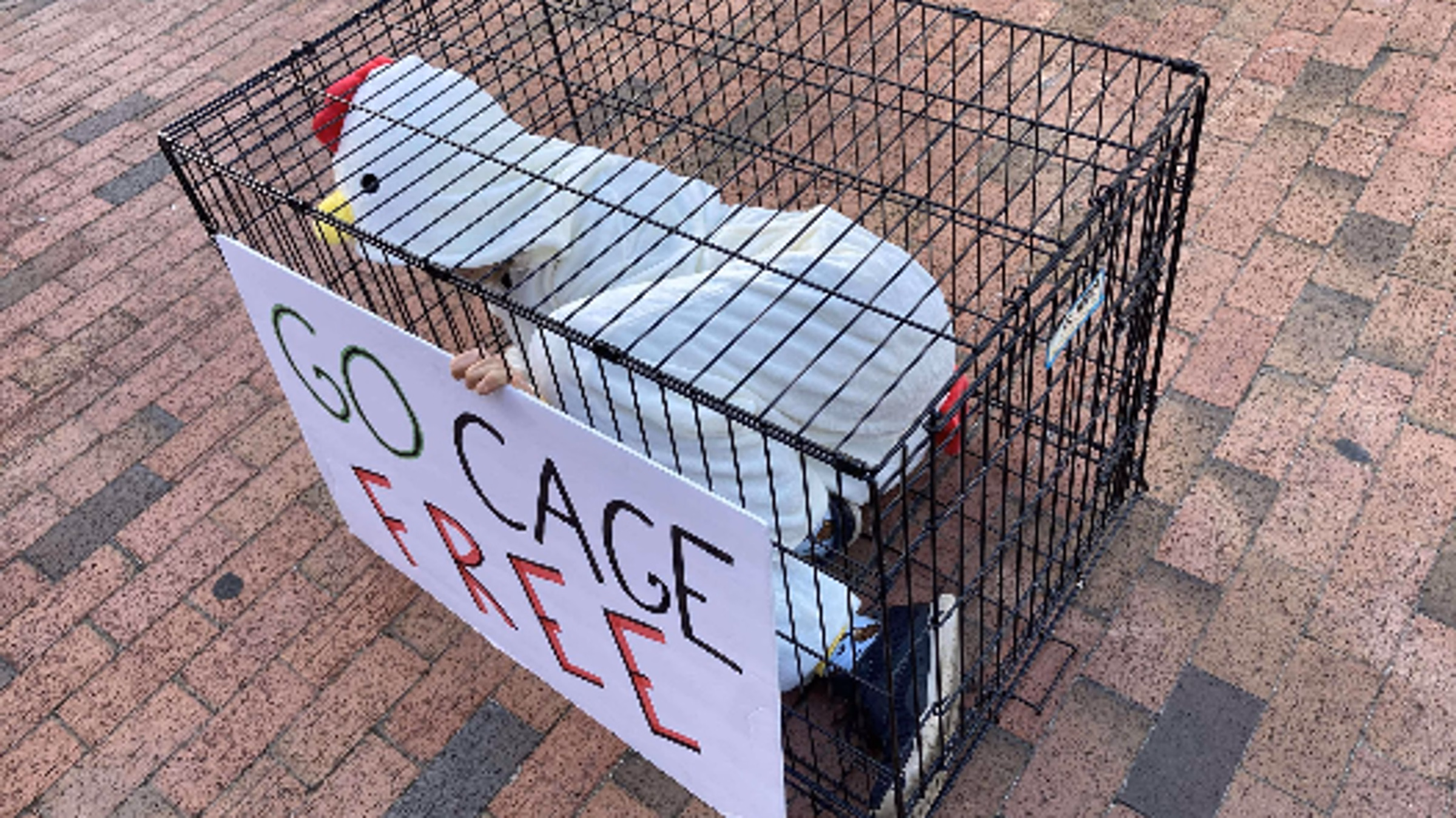 Protest Crumbl in Chapel Hill: Say NO to cruel cages! Round TWO 🥊💥 