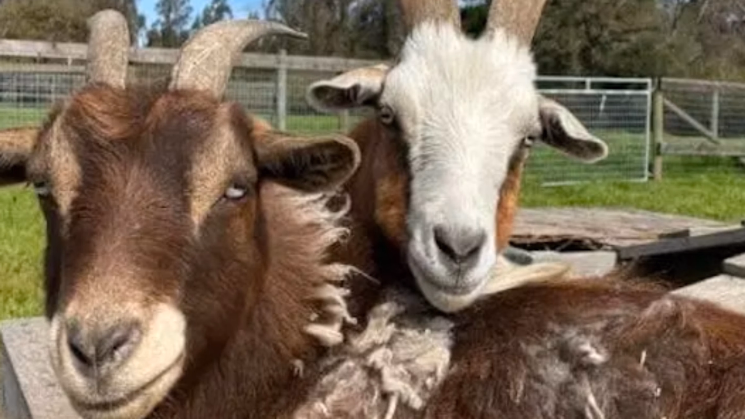 Farm Animal Sanctuary Volunteer Day
