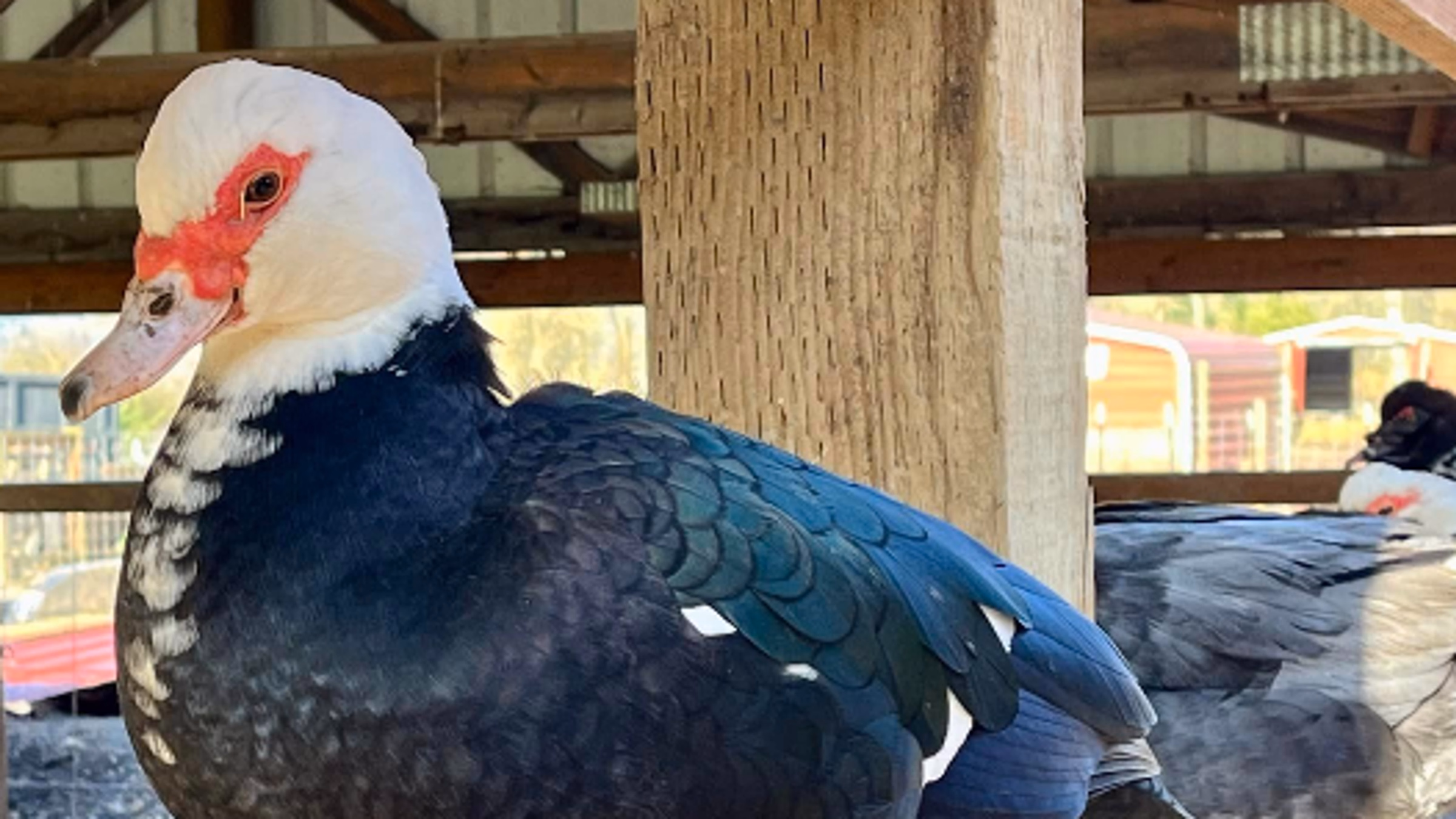 Lighthouse Sanctuary Work Day - Jan. 2025
