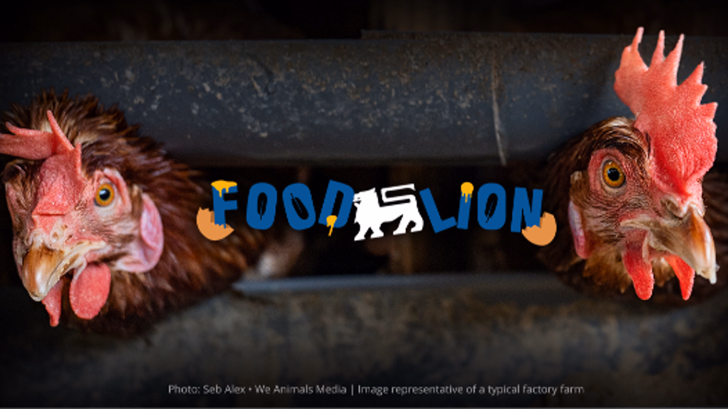 Raleigh, NC: Protest Food Lion's Cruel Cages!