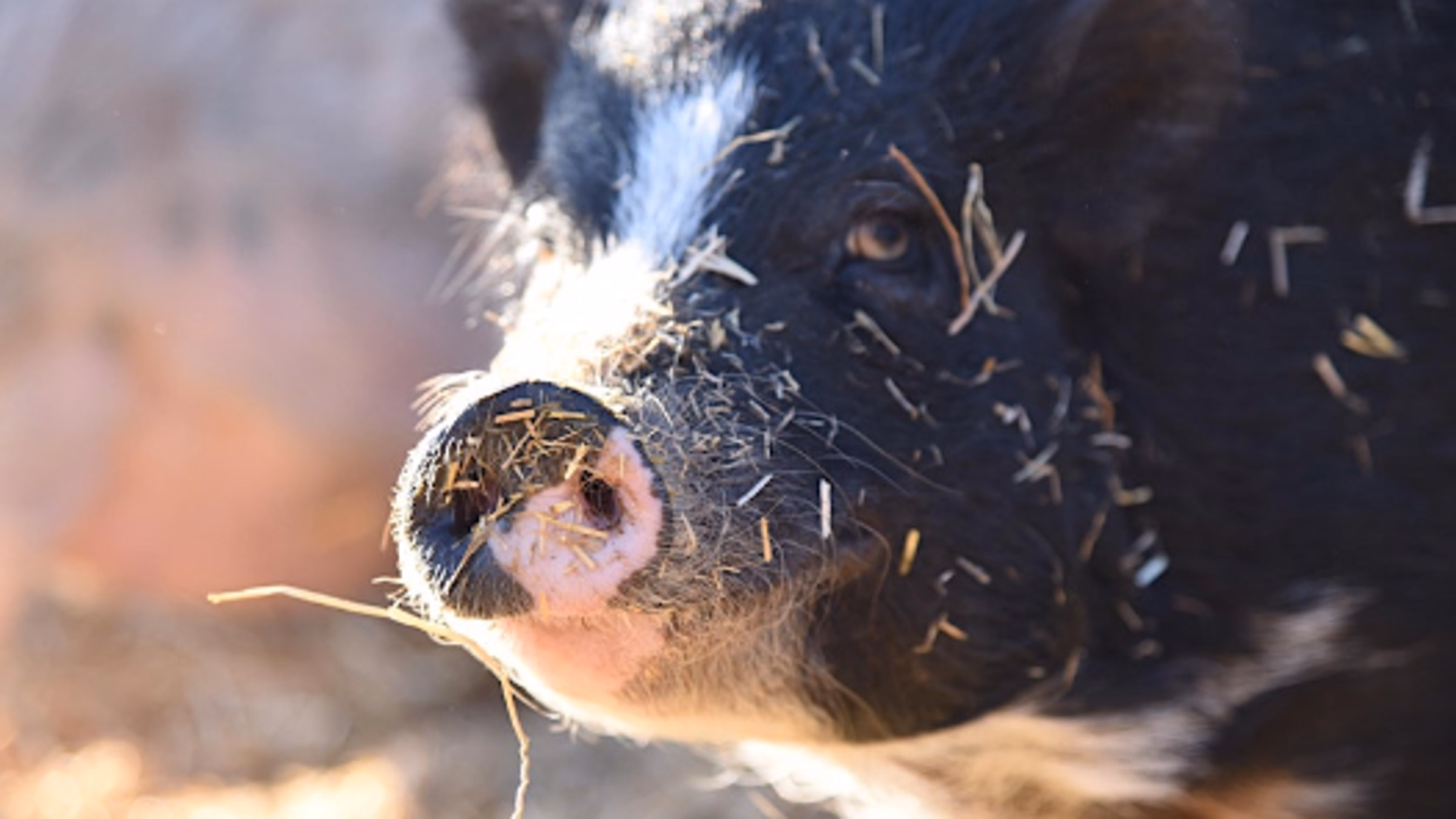 Volunteer Work Day at Central Texas Pig Rescue