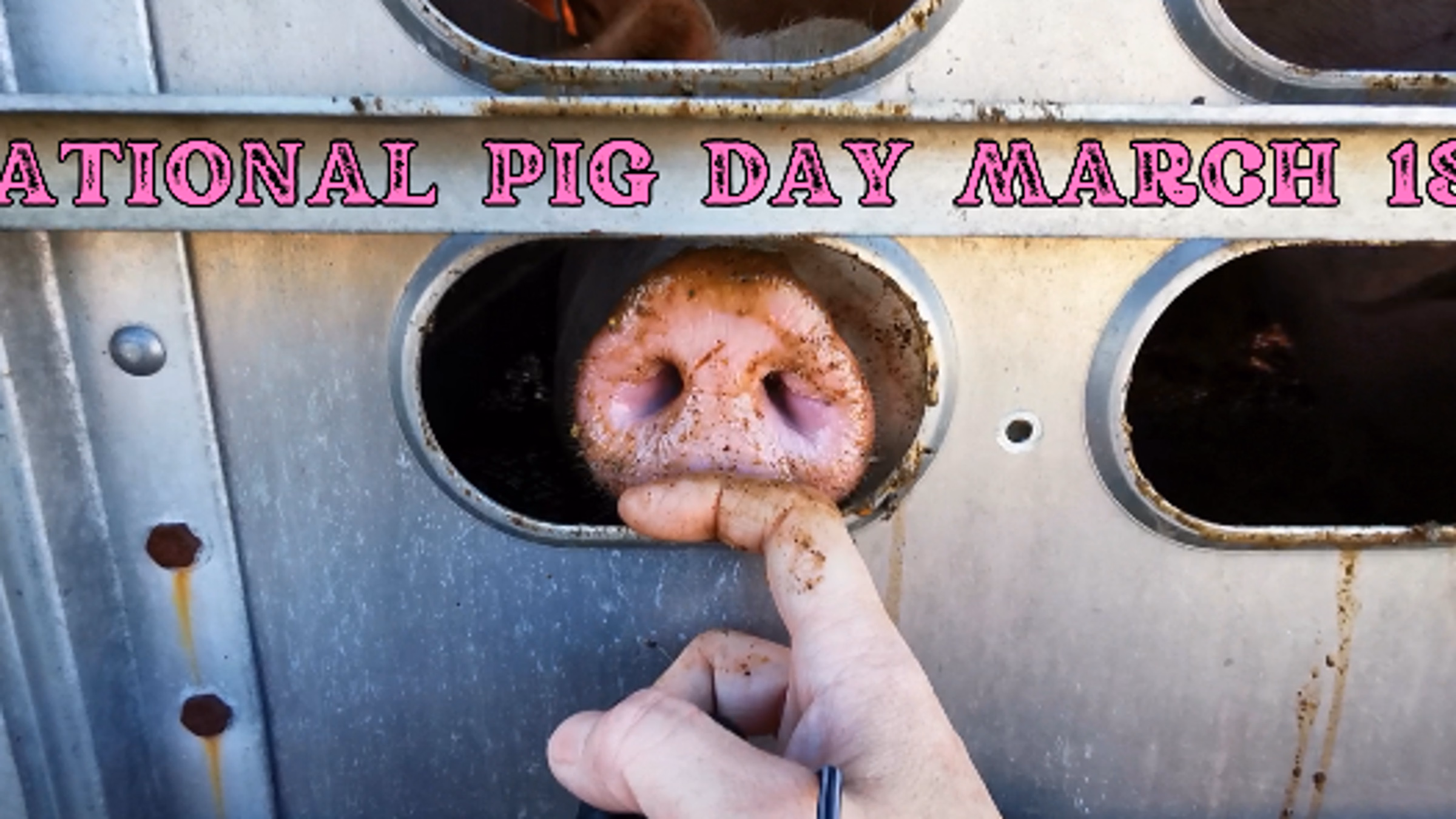 National Pig Day
