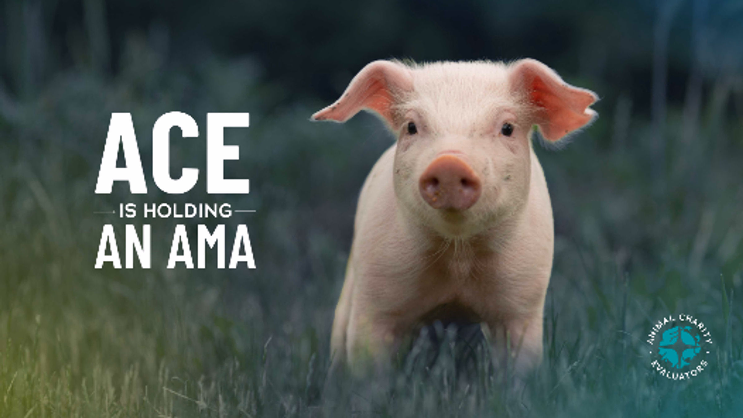 Animal Charity Evaluators is hosting an AMA for its 2025 Movement Grants applications!