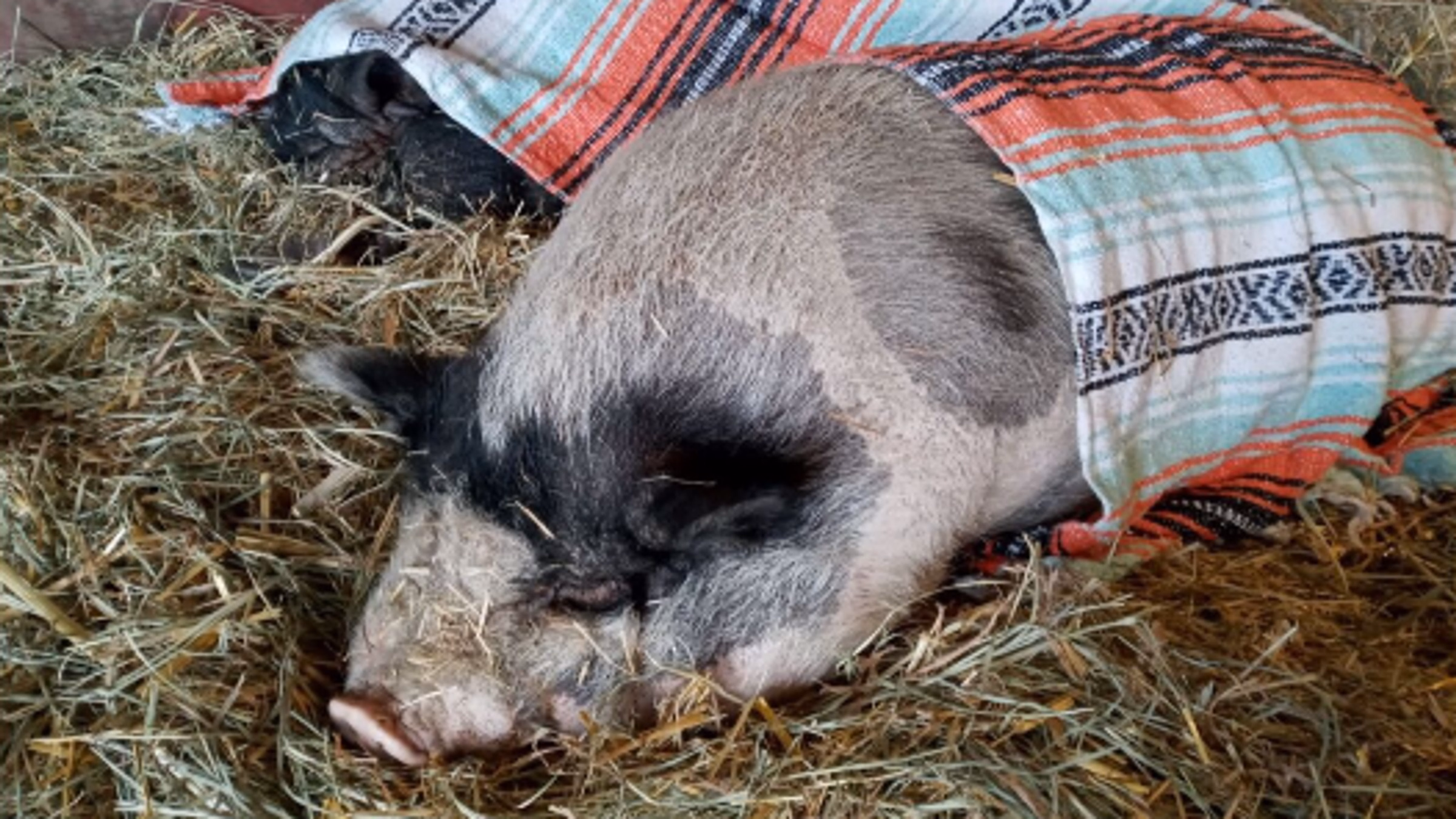 Lighthouse Sanctuary Work Day