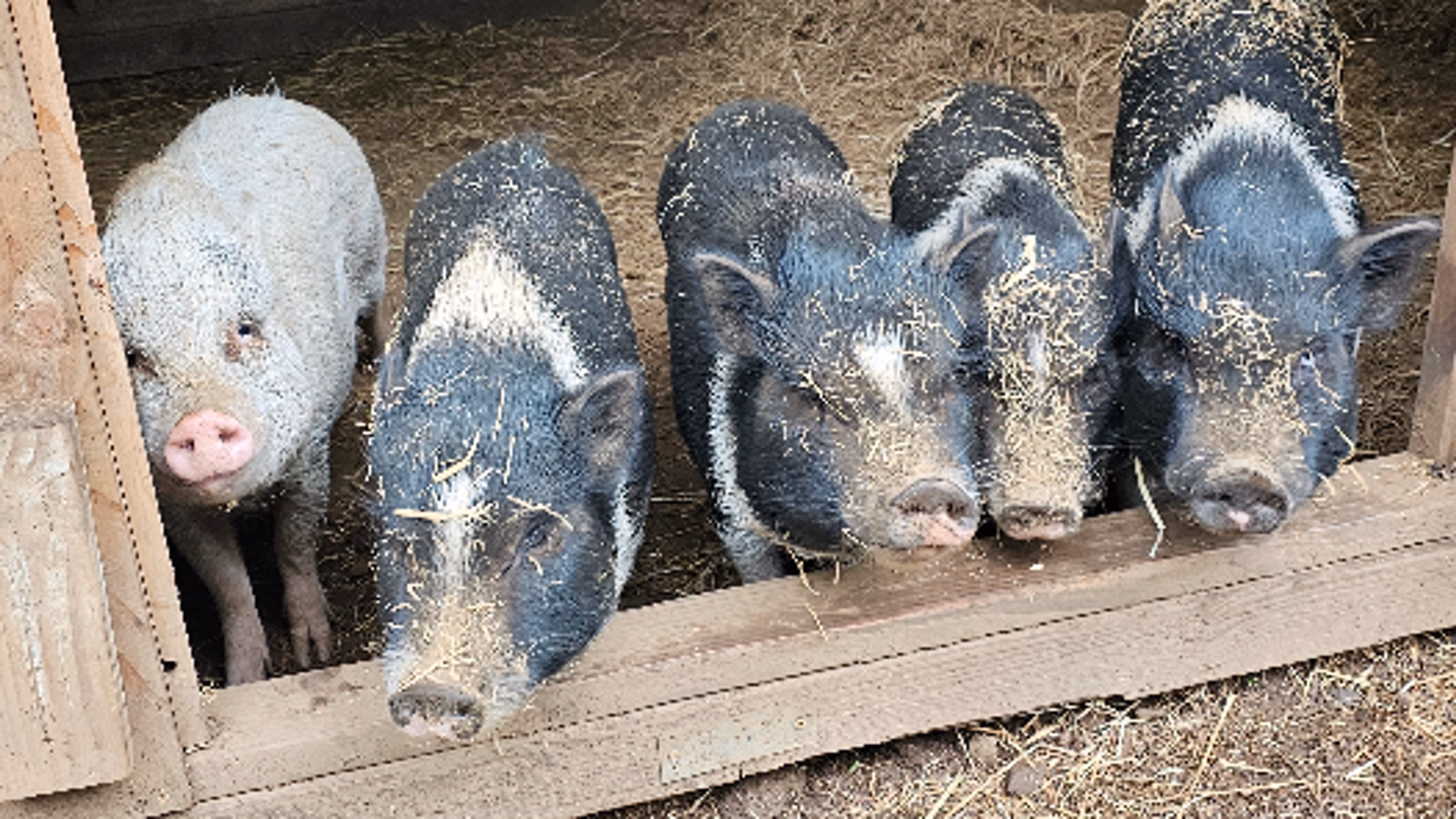 Jolene's Retreat - Give Back Tuesday Fundraiser