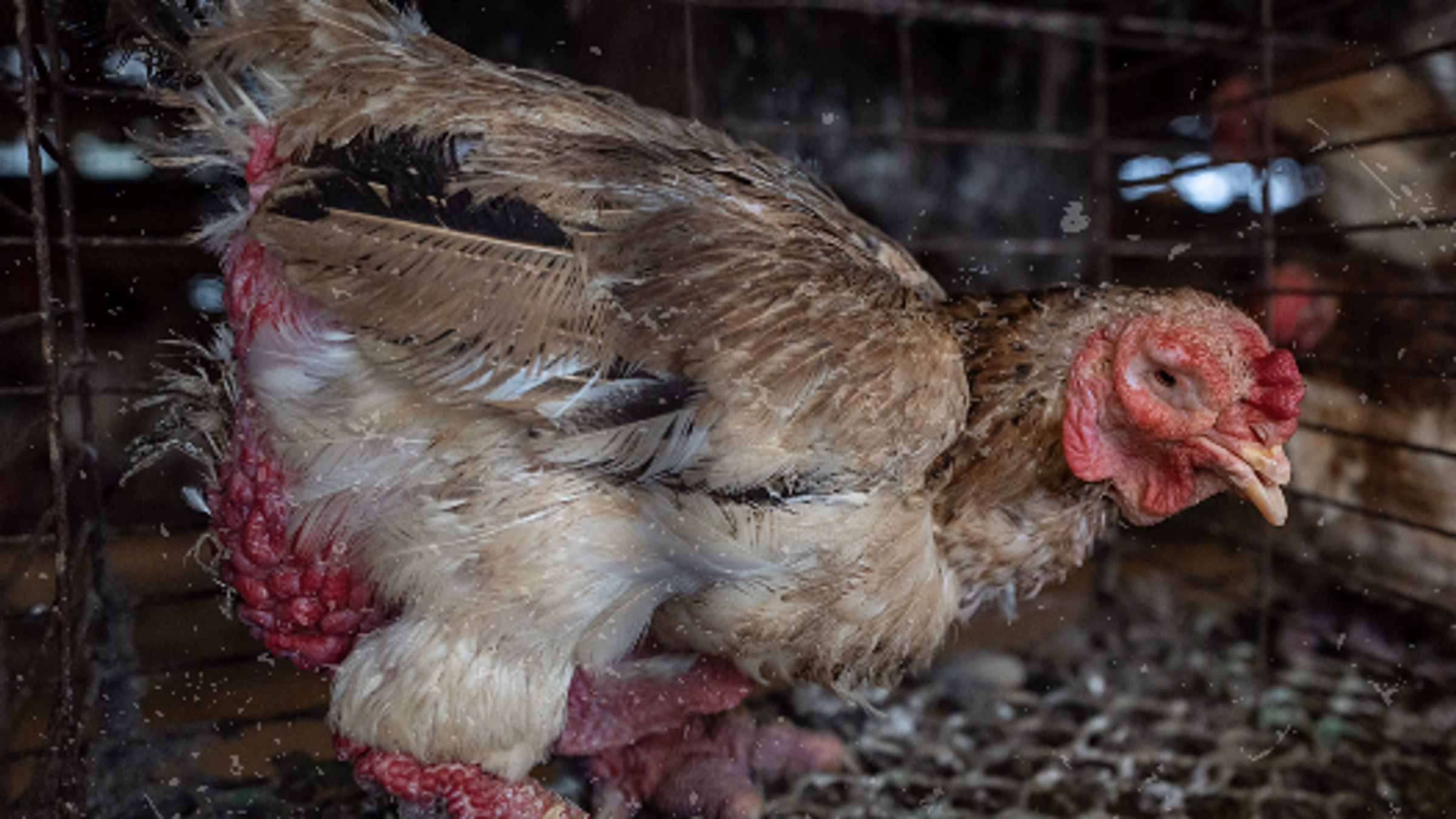 MARRIOTT PROTEST: STOP CAGING CHICKENS