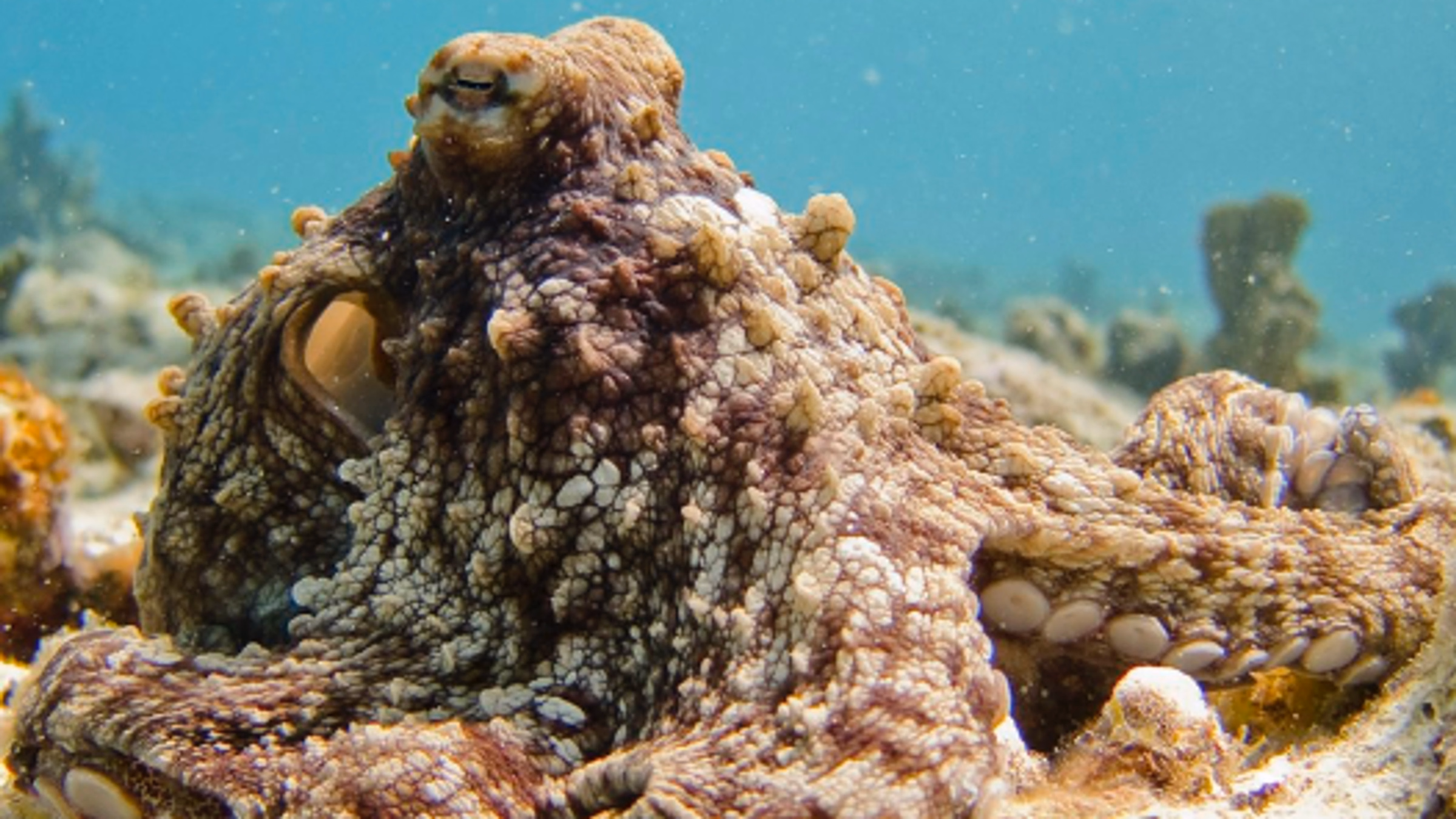 Litigating and Legislating for Animal Rights: World Aquatic Animal Day