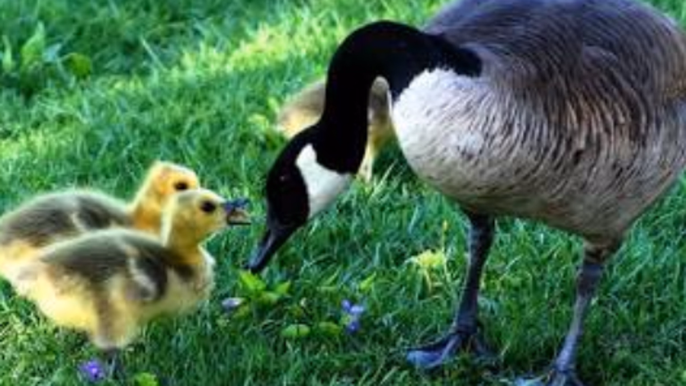 National Goose Protection Coalition