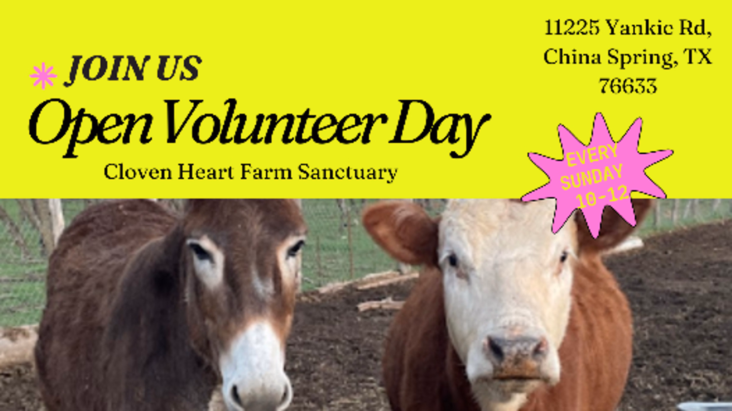 Open Volunteer Day at Cloven Heart Farm Sanctuary 