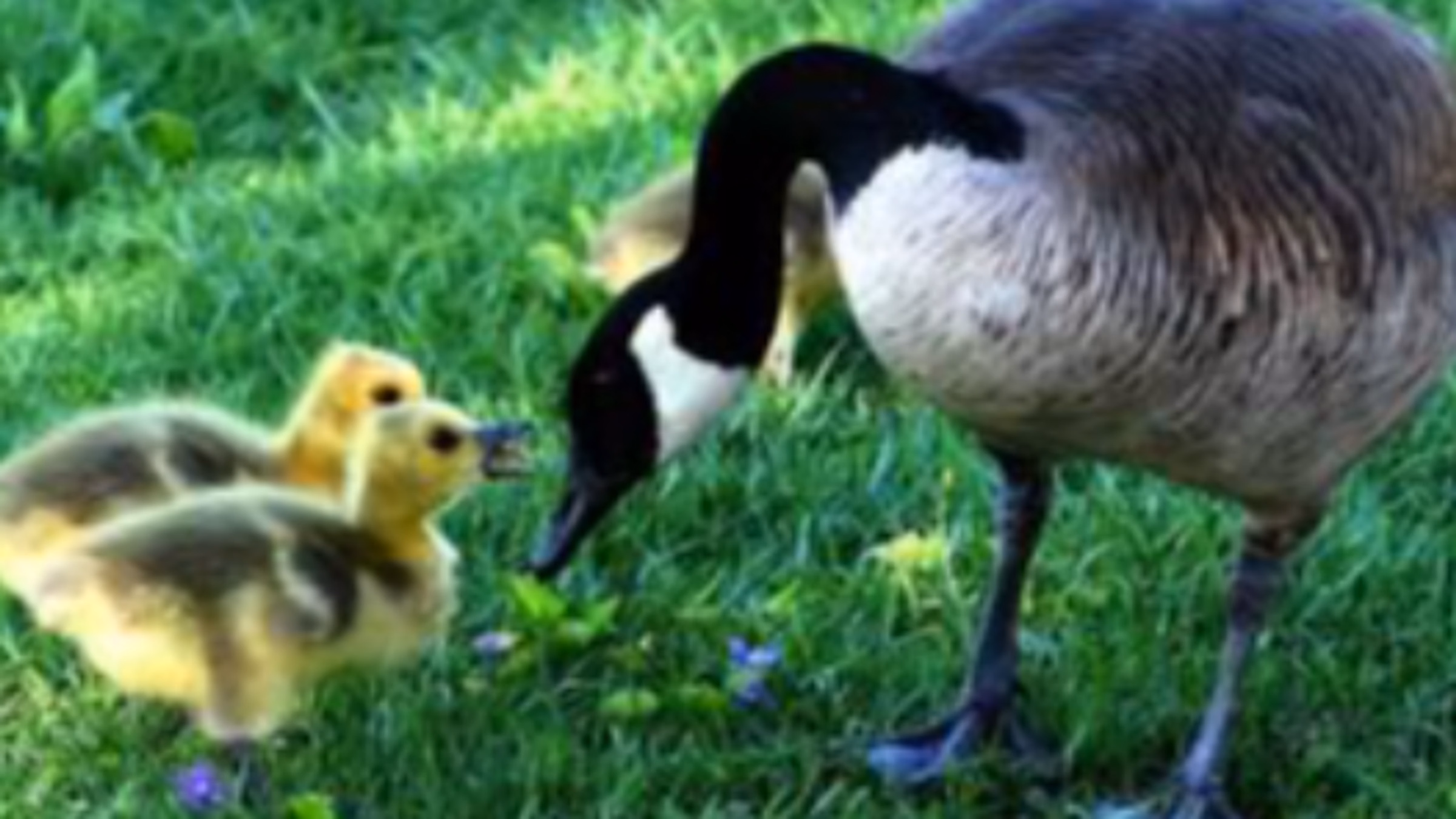 National Goose Protection Coalition