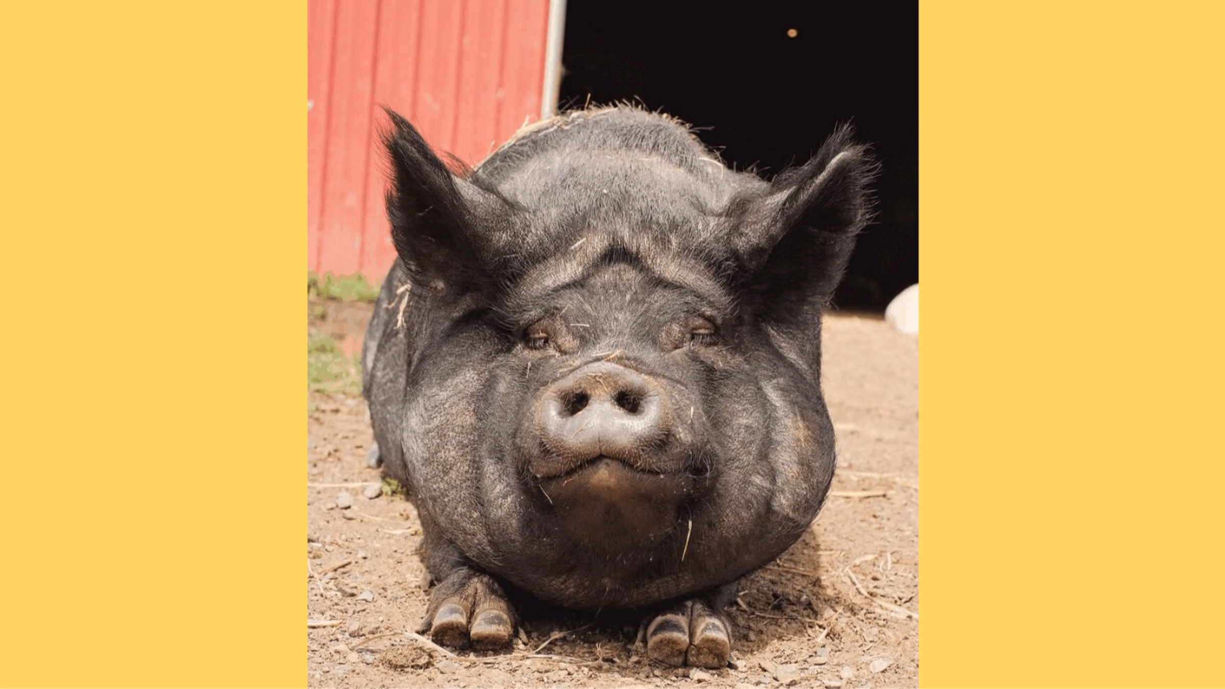 Lighthouse Sanctuary Work Party & Potluck