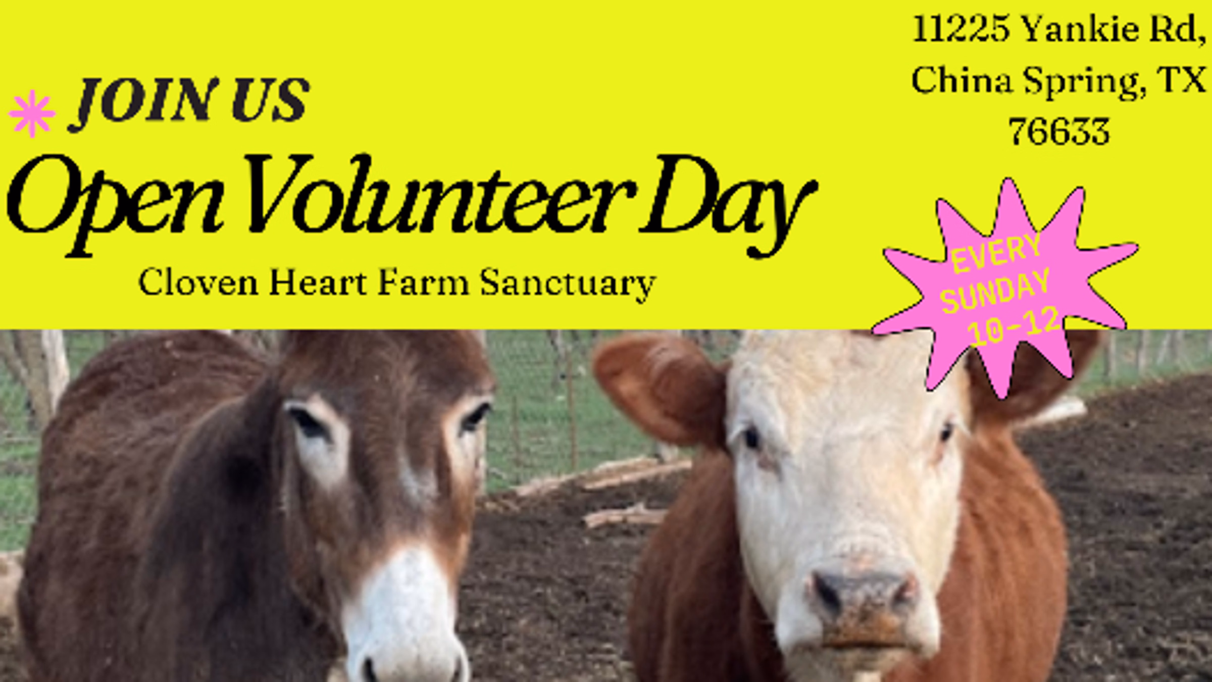 Open Volunteer Day at Cloven Heart Farm Sanctuary 