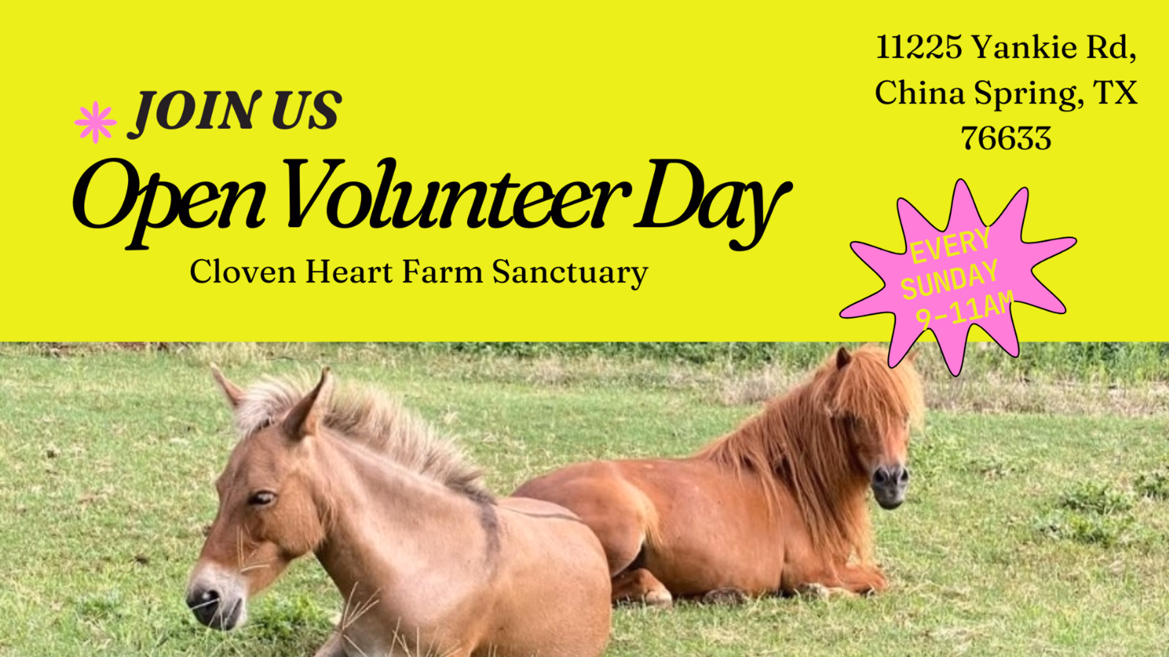 Open Volunteer Day at Cloven Heart Farm Sanctuary 