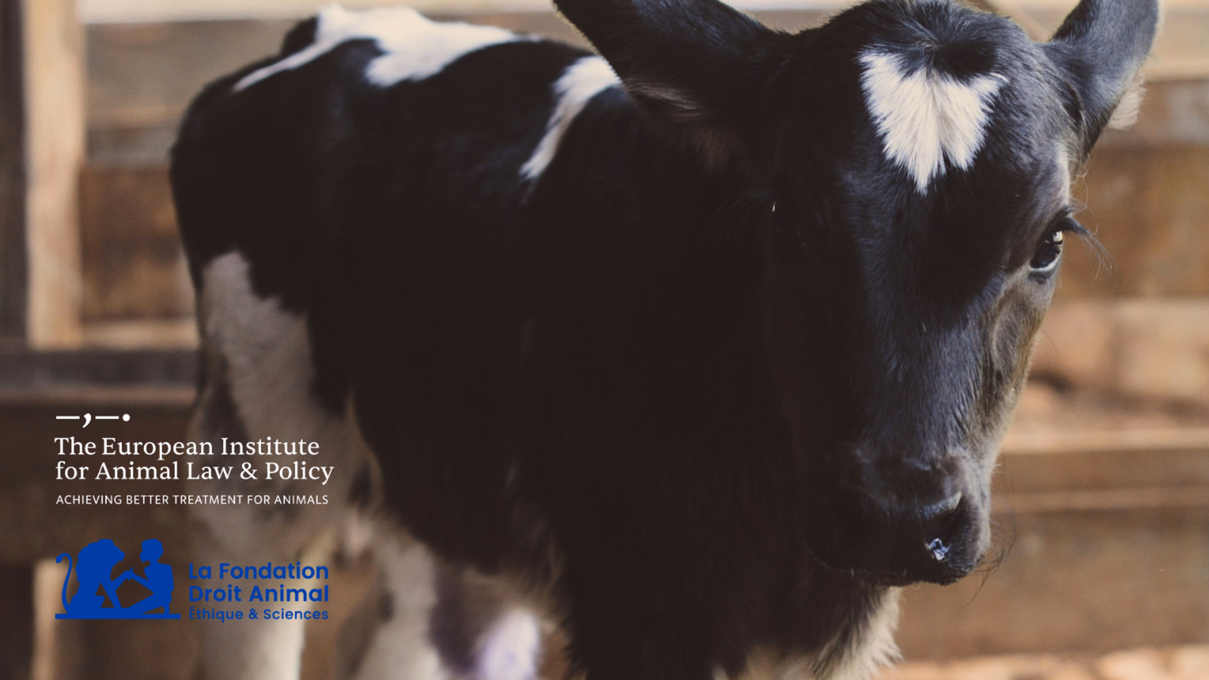 Animal Protection and EU Law: Recent Developments and Prospective Change