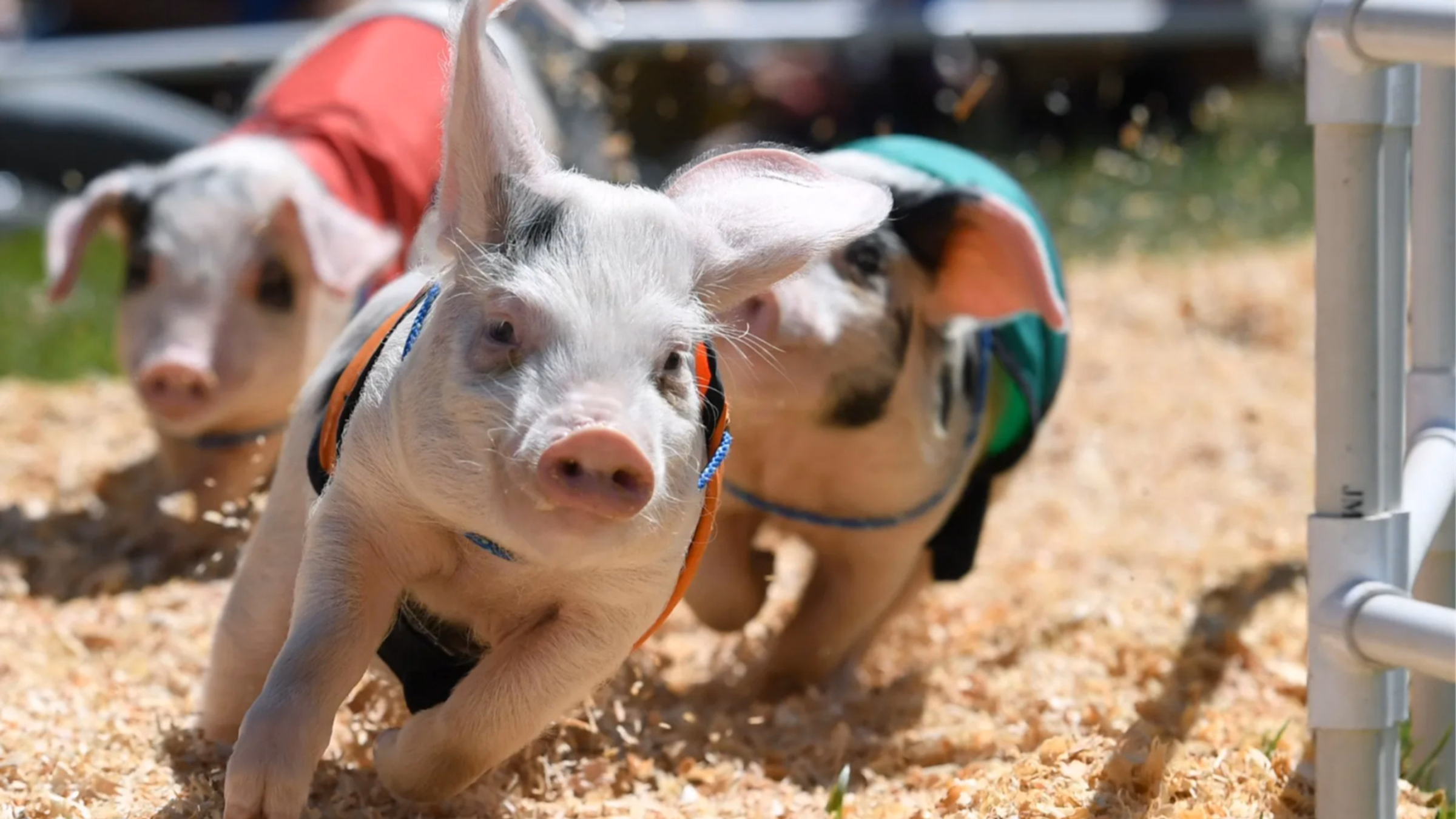 Protest Pig Racing at Montgomery County Fair!