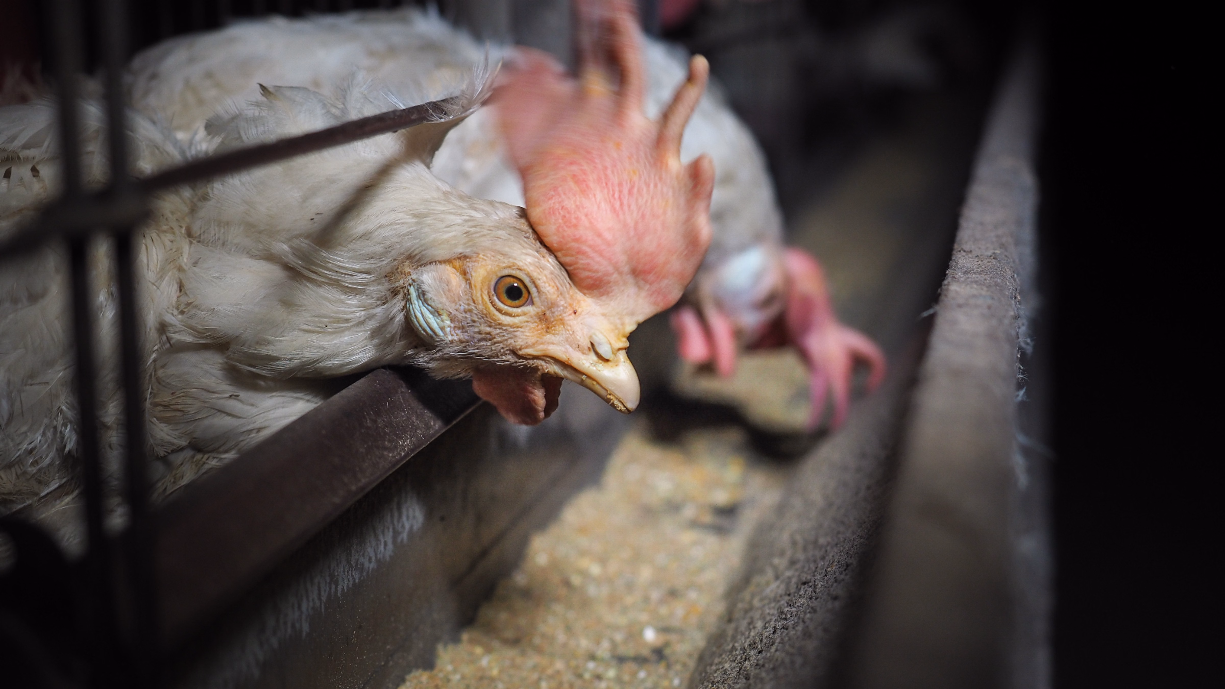 Protest Best Western's Support of Cages for Hens