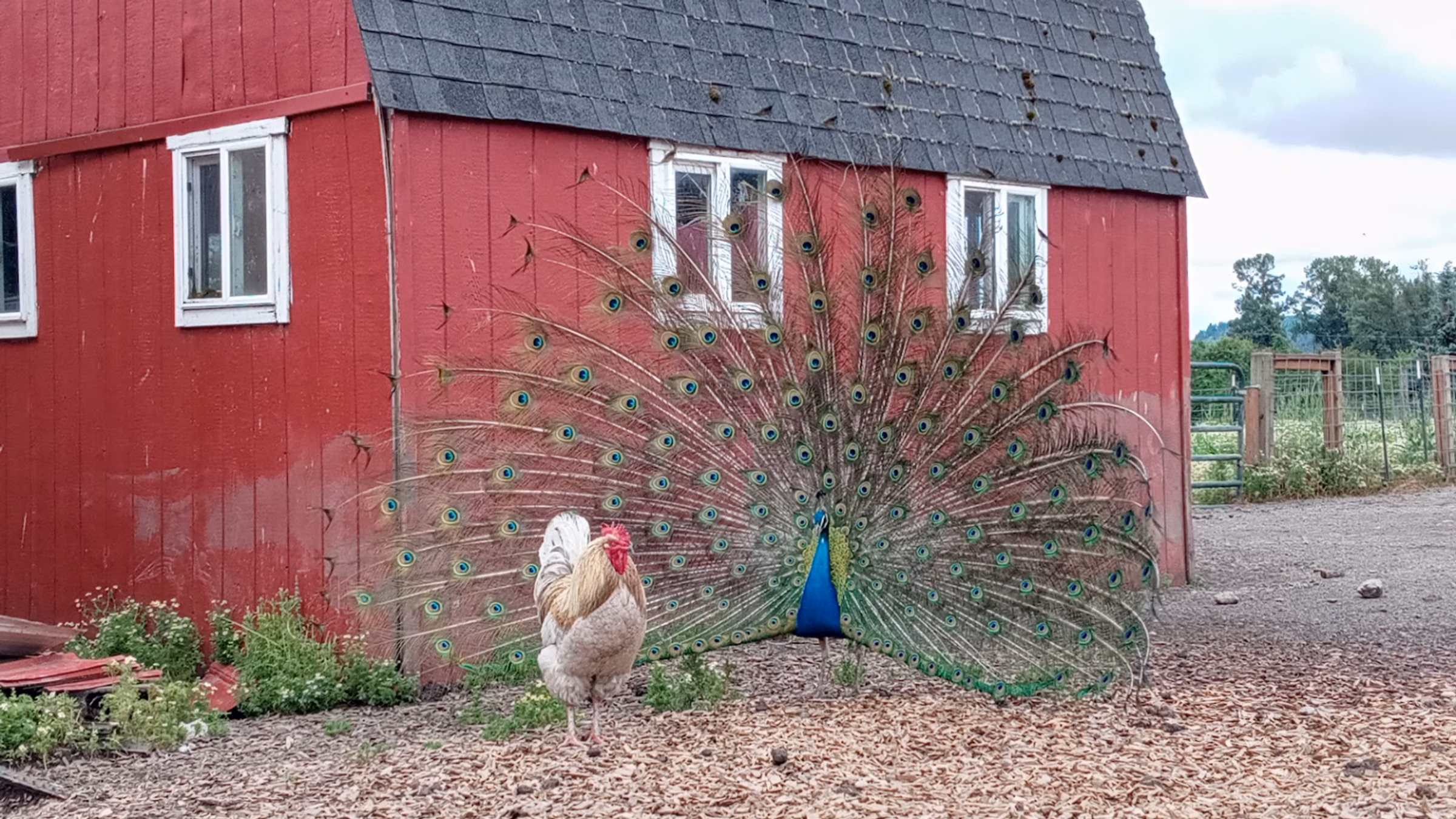 Lighthouse Sanctuary Work Day & Potluck