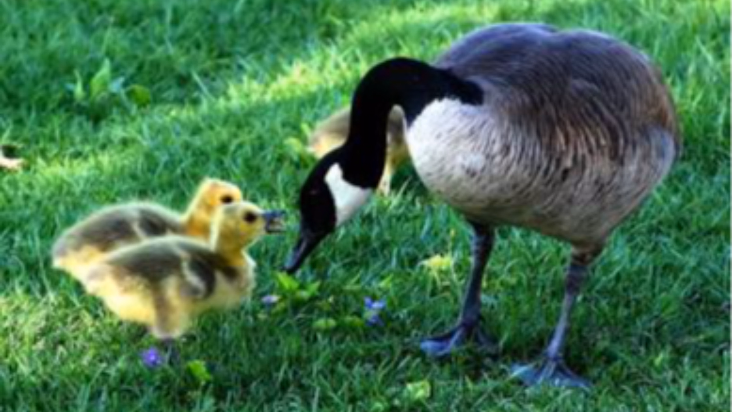 National Goose Protection Coalition
