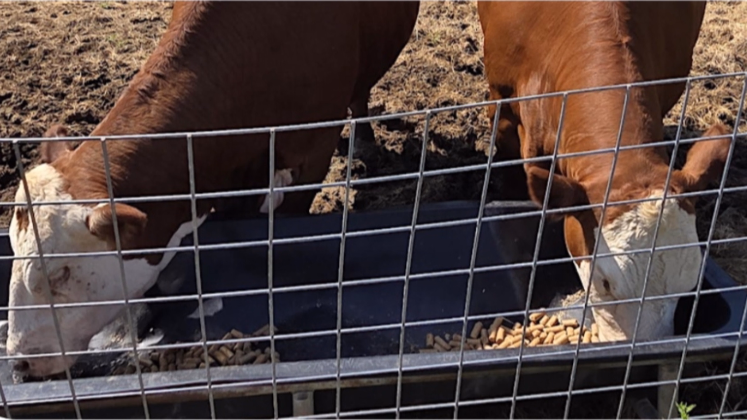 Fall Volunteering at Cloven Heart Farm Sanctuary with Dallas Vegan Insider 