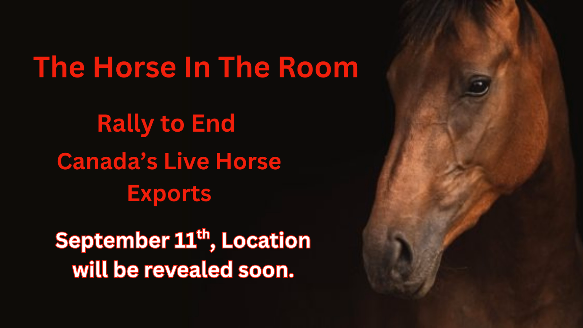 The Horse In the Room: Rally to End Canada's Live Horse Exports