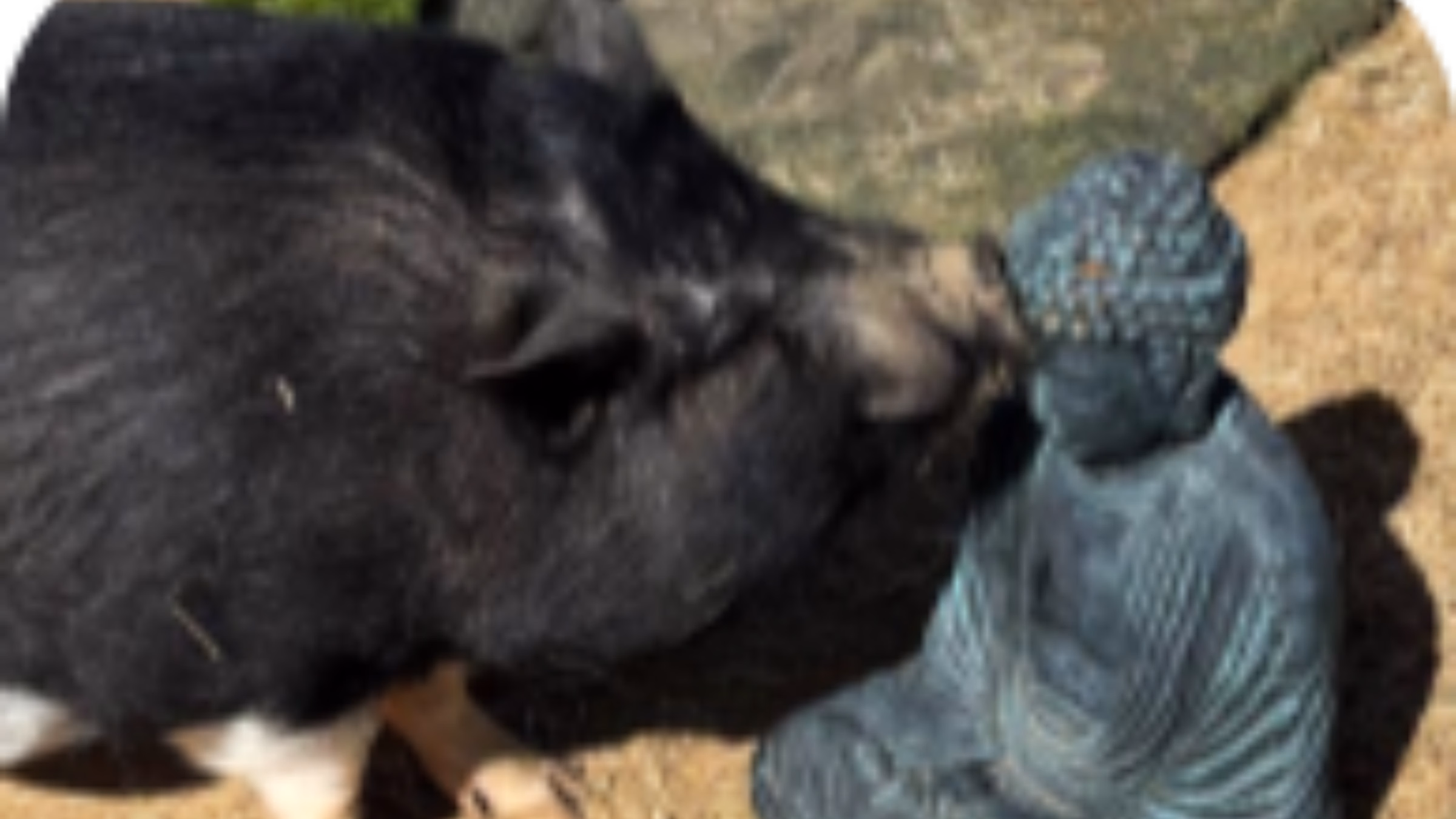 Silent Buddhist Meditation Retreat at Rivendell Farmed Animal Sanctuary