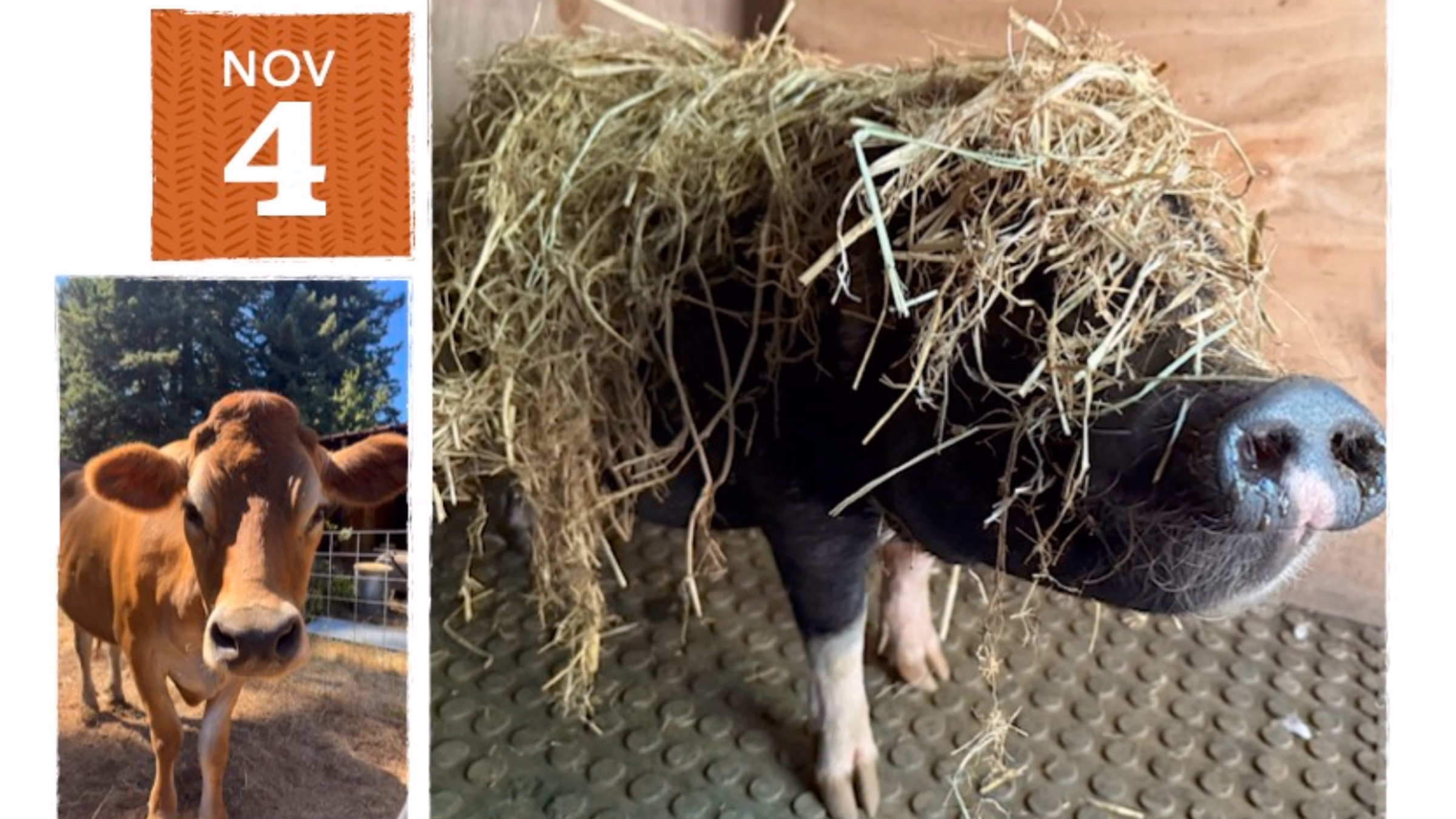 Jolene's Retreat Animal Sanctuary Fundraiser